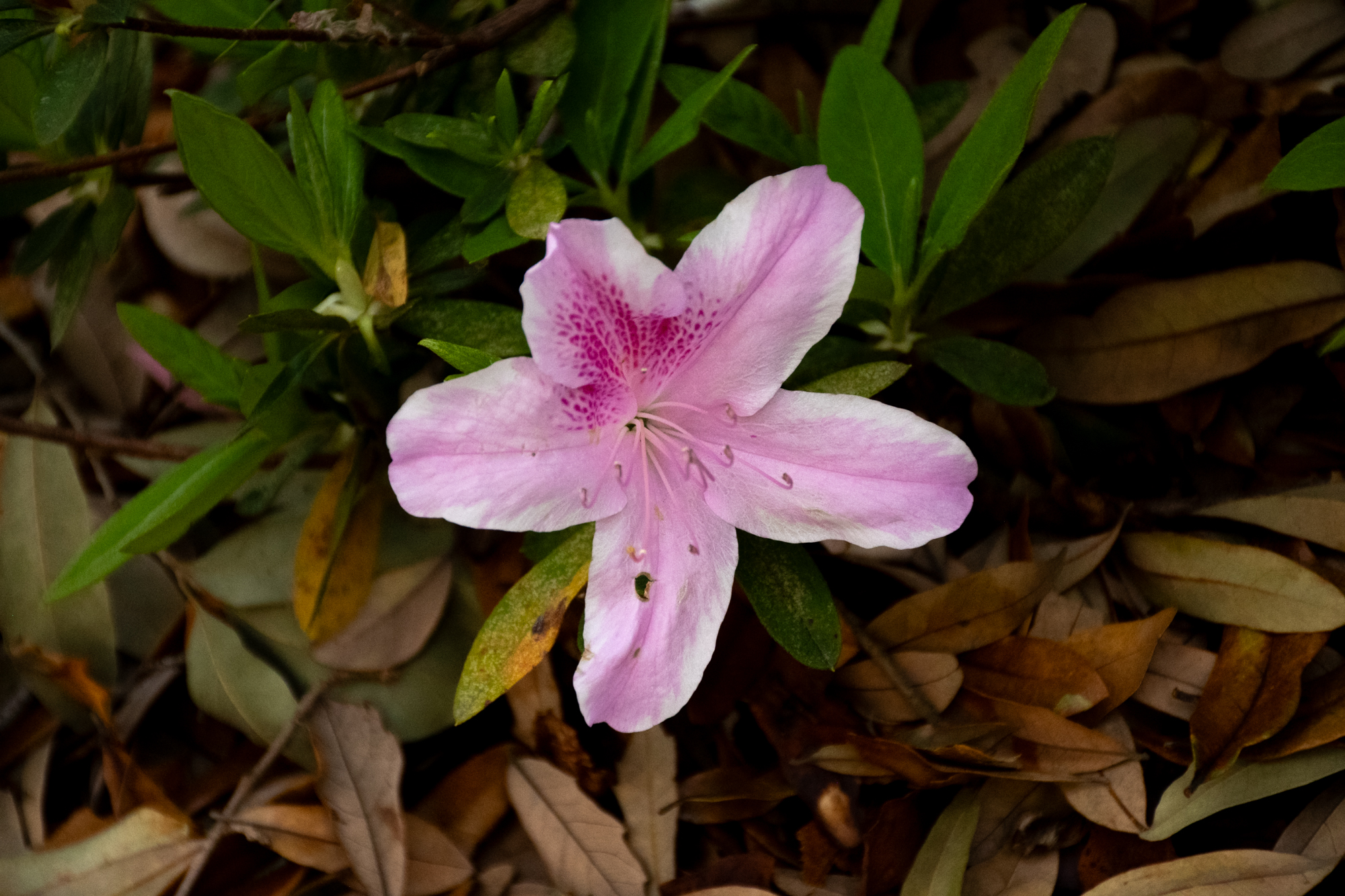 PHOTOS: Spring has sprung on LSU's campus