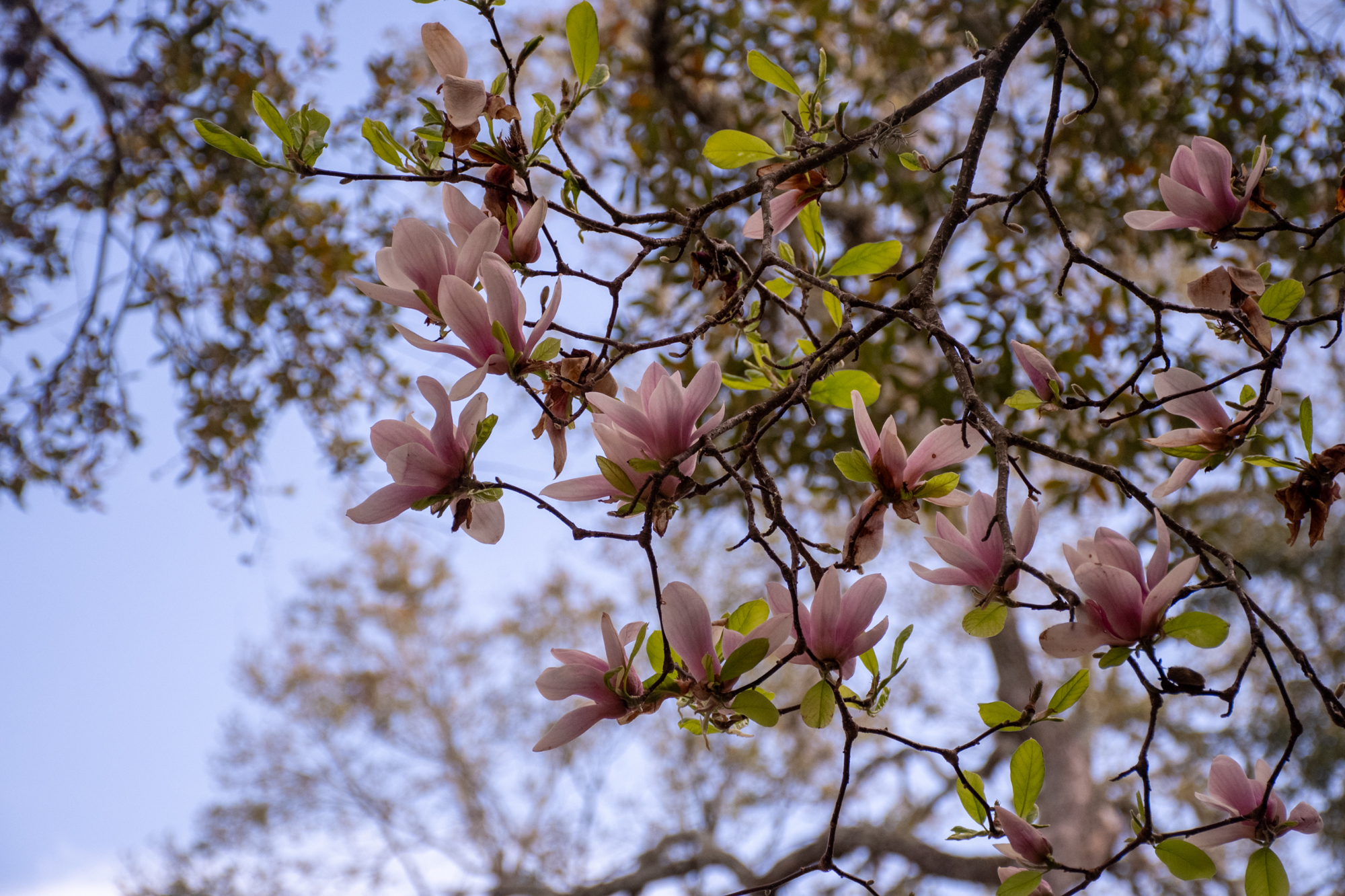 PHOTOS: Spring has sprung on LSU's campus