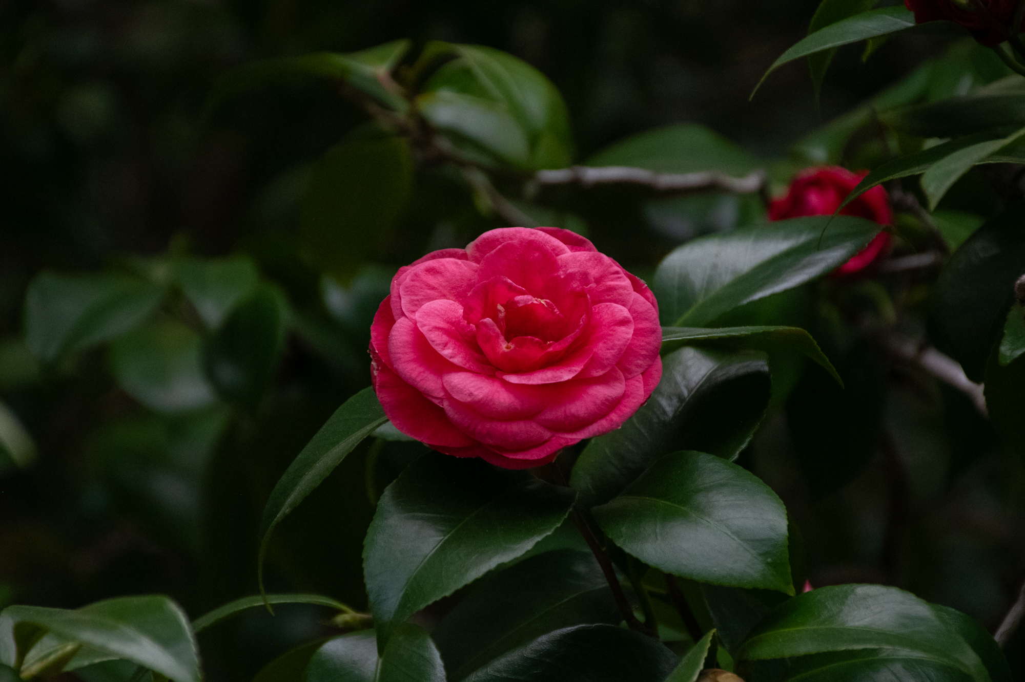 PHOTOS: Spring has sprung on LSU's campus