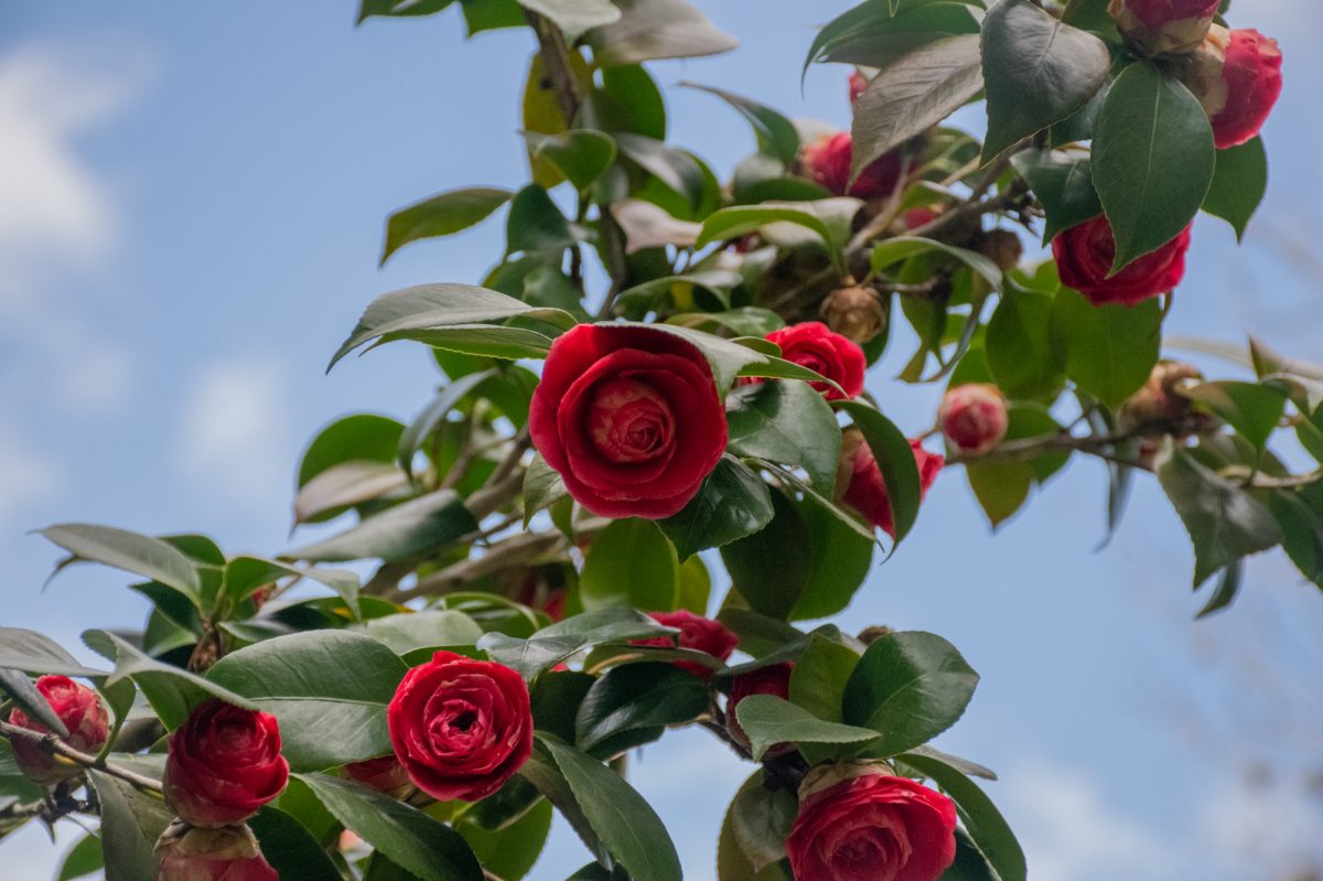 A red Camellia tree sits on Friday March 7, 2025 in Baton Rouge, La.