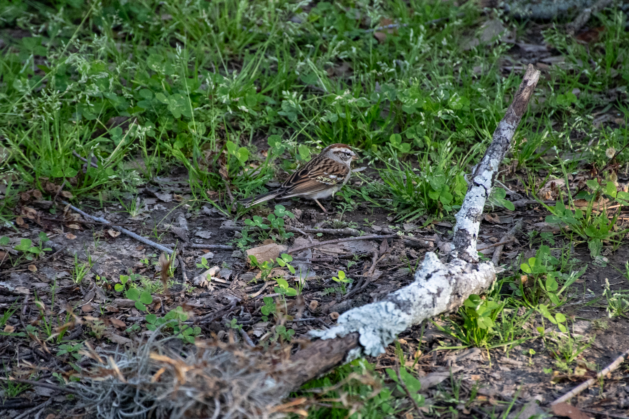 PHOTOS: Spring has sprung on LSU's campus