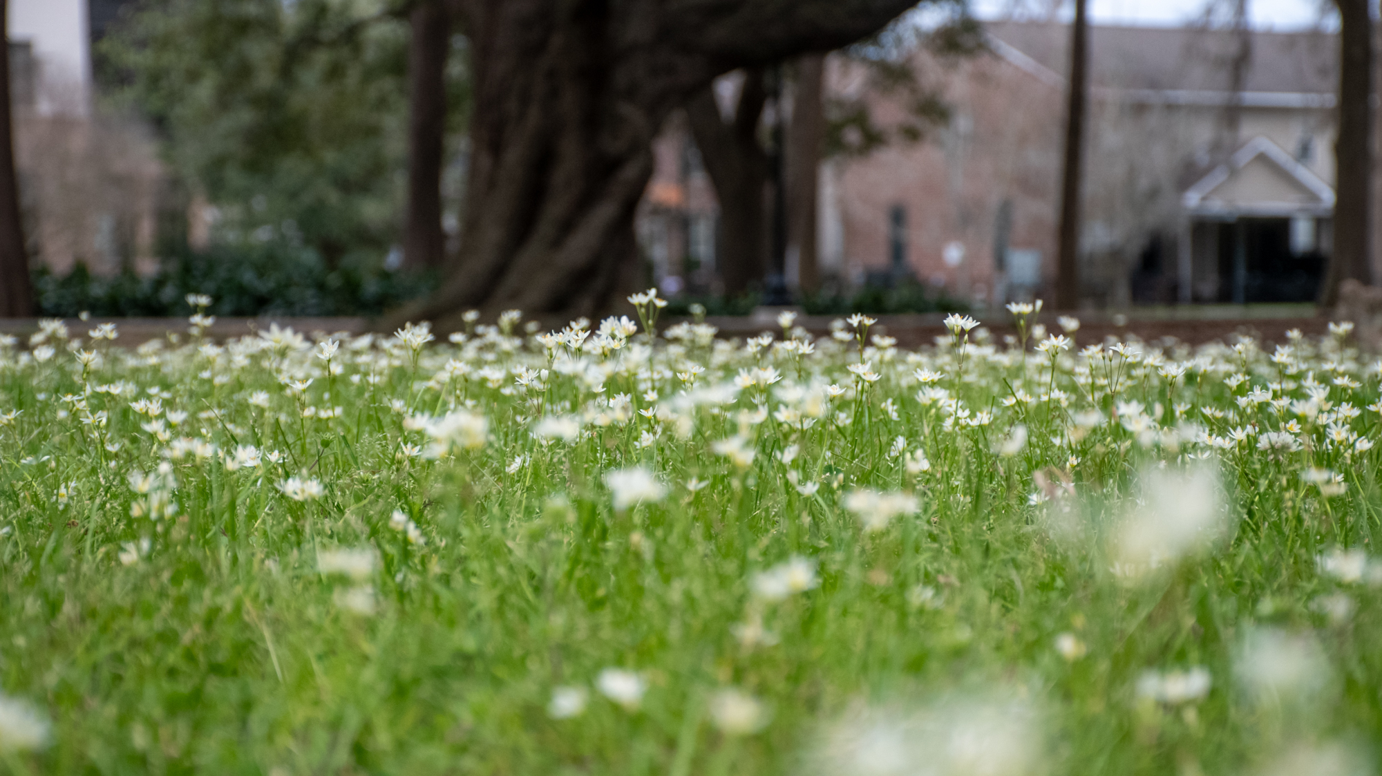 PHOTOS: Spring has sprung on LSU's campus