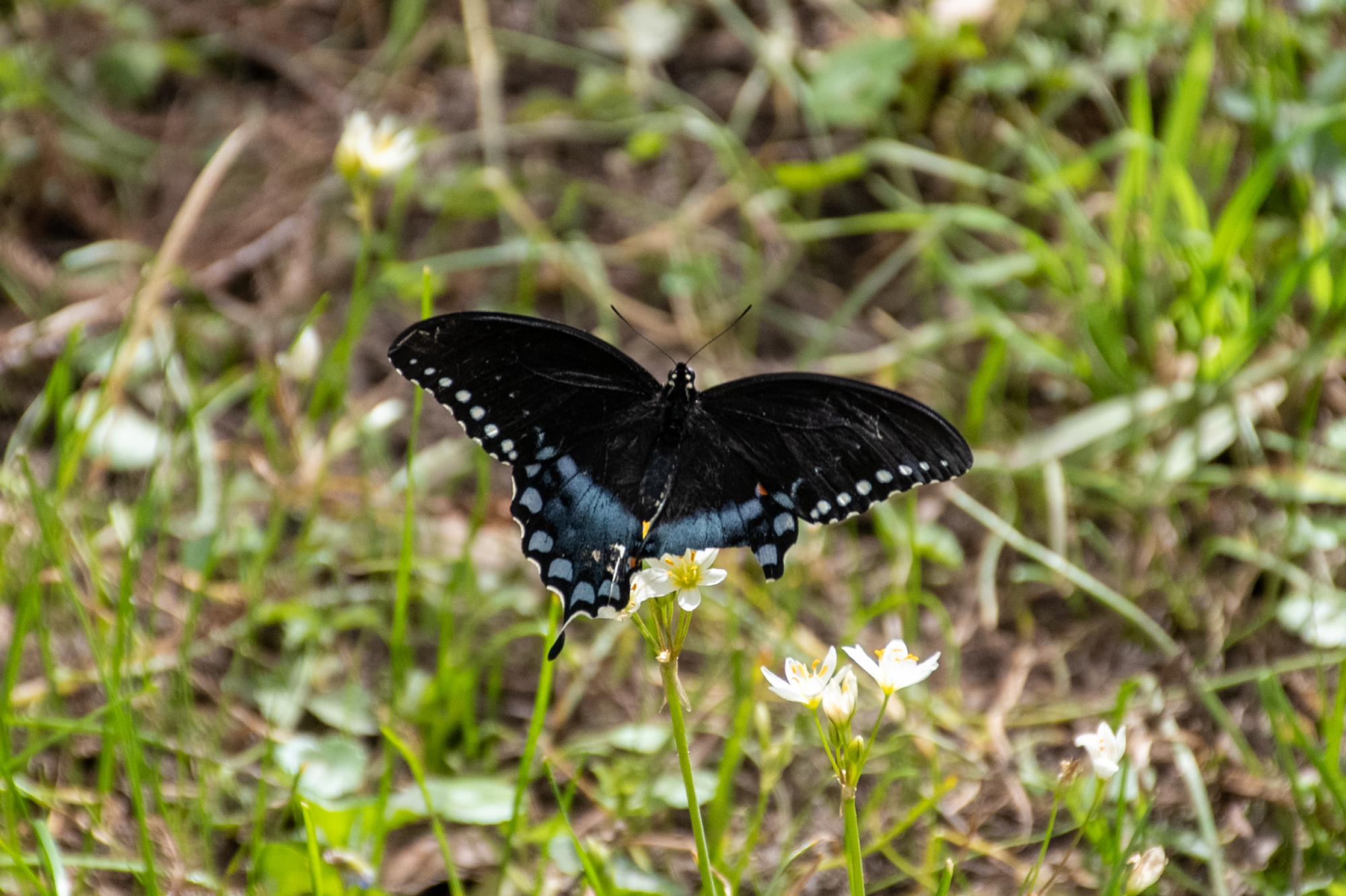 PHOTOS: Spring has sprung on LSU's campus