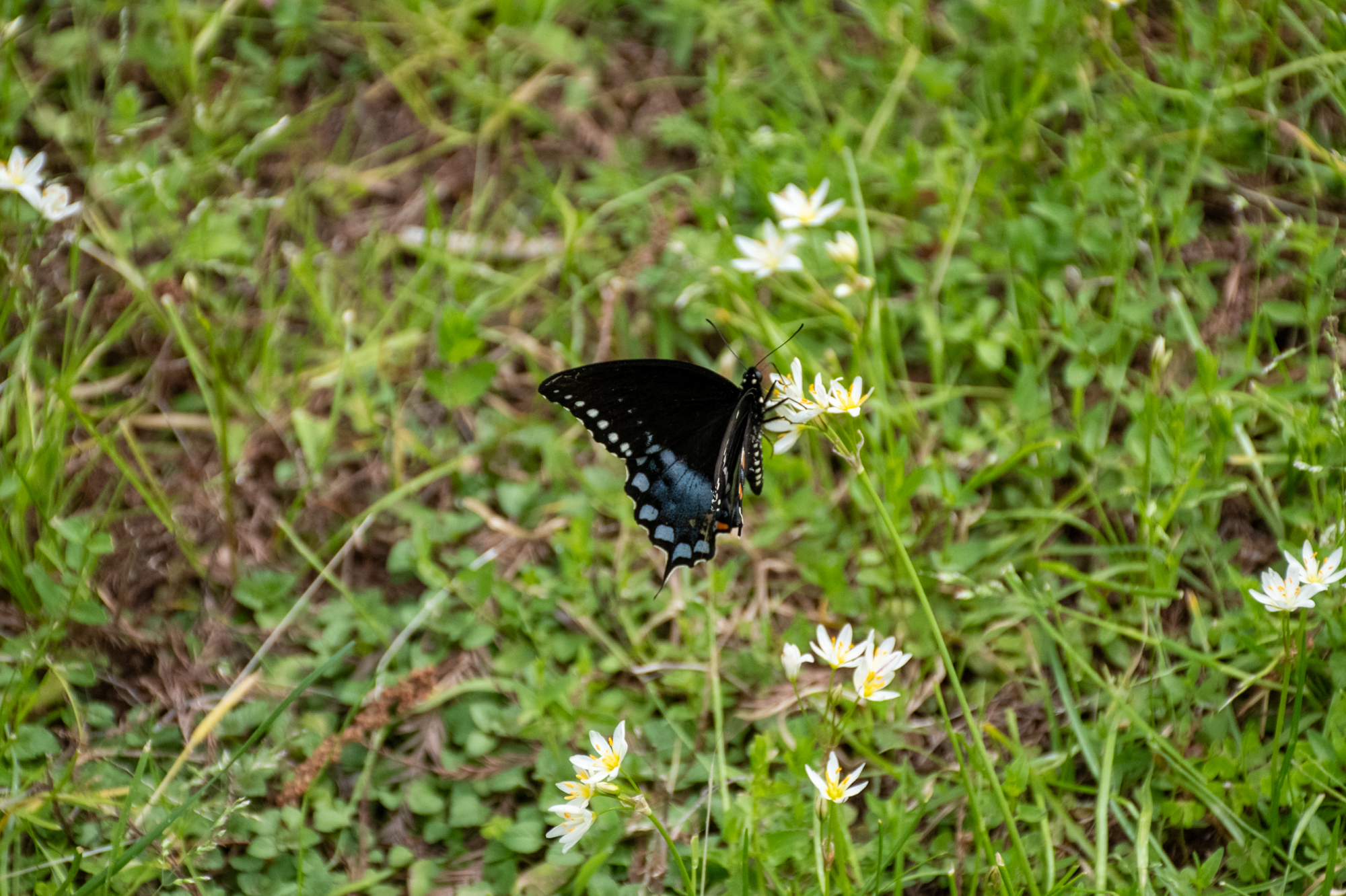 PHOTOS: Spring has sprung on LSU's campus