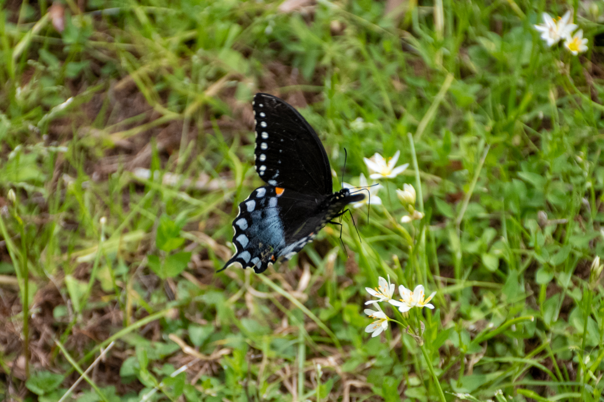 PHOTOS: Spring has sprung on LSU's campus