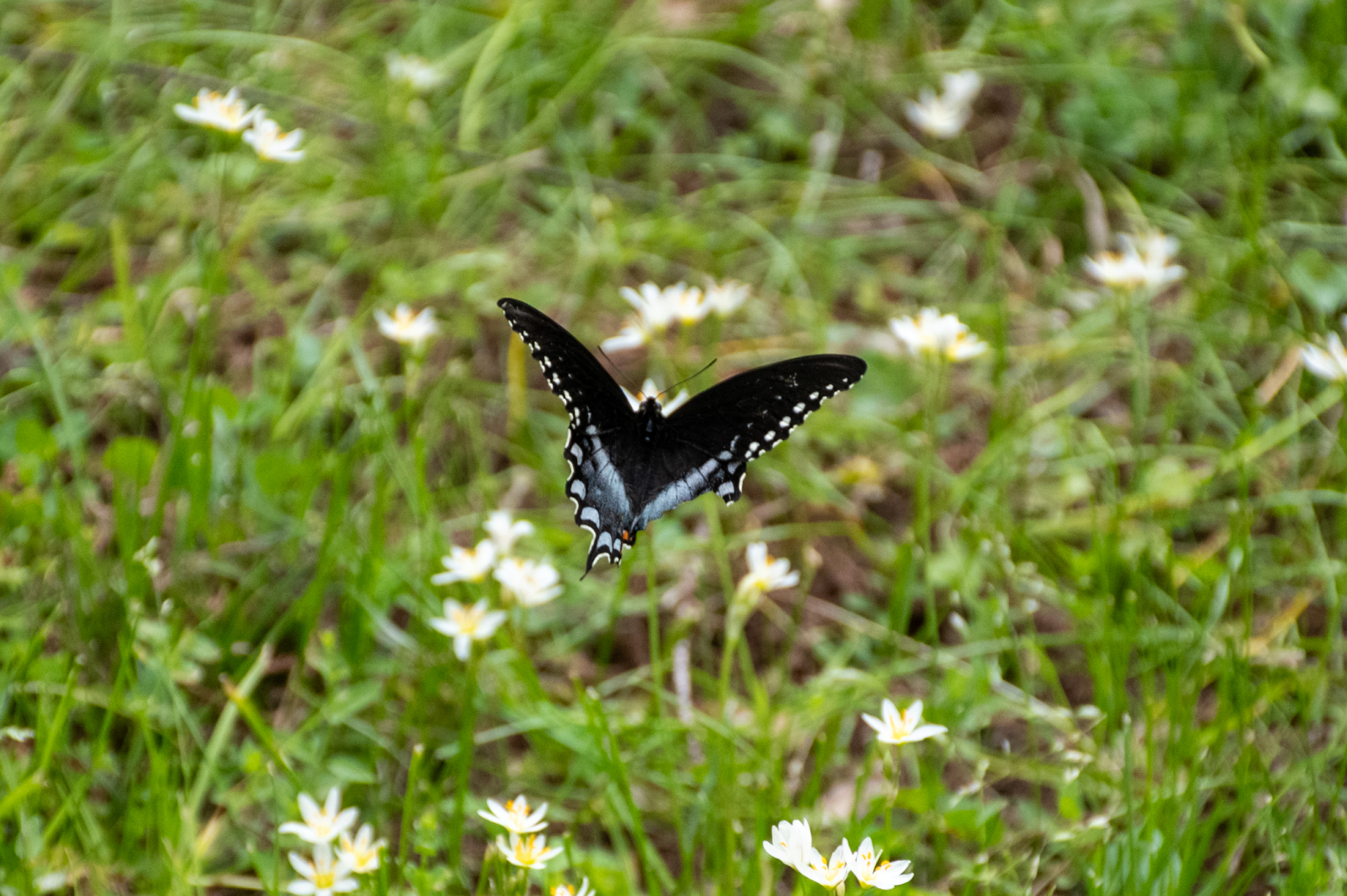 PHOTOS: Spring has sprung on LSU's campus