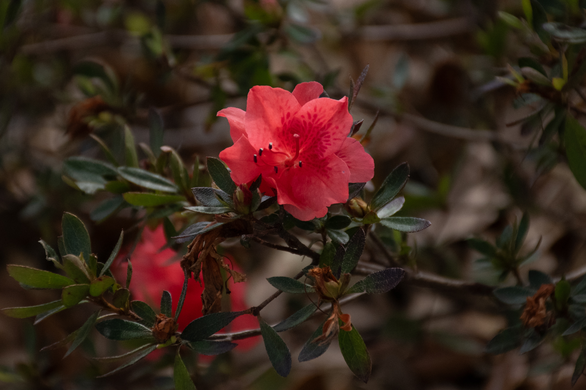 PHOTOS: Spring has sprung on LSU's campus