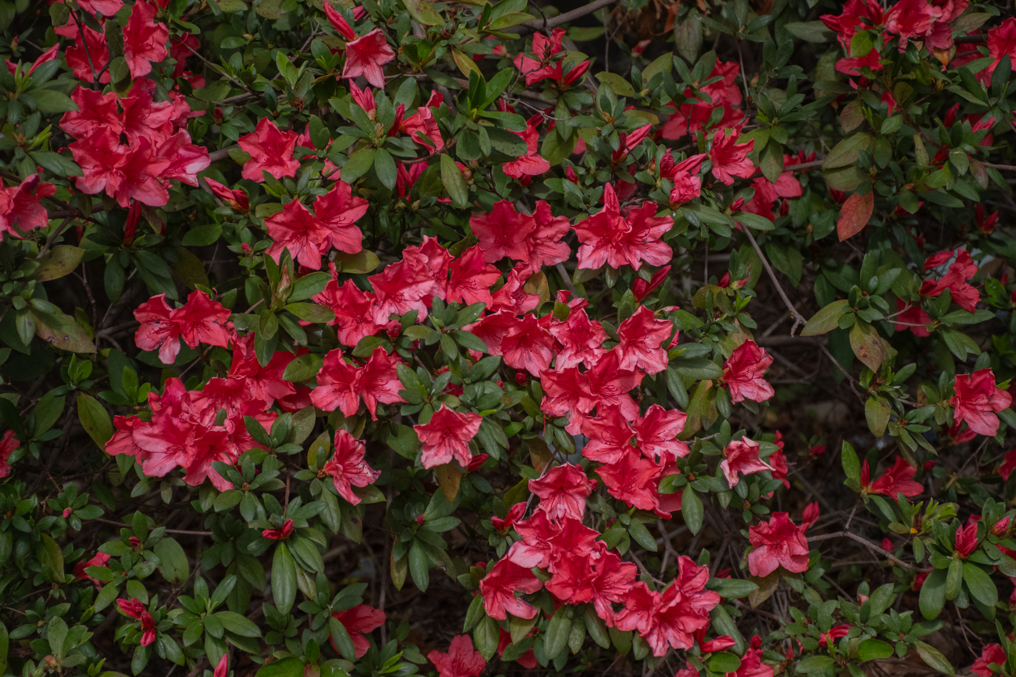 PHOTOS: Spring has sprung on LSU's campus