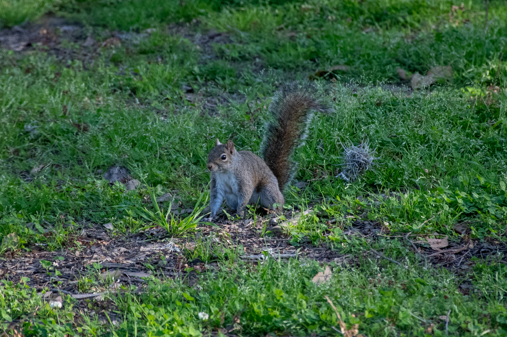 PHOTOS: Curious campus squirrels