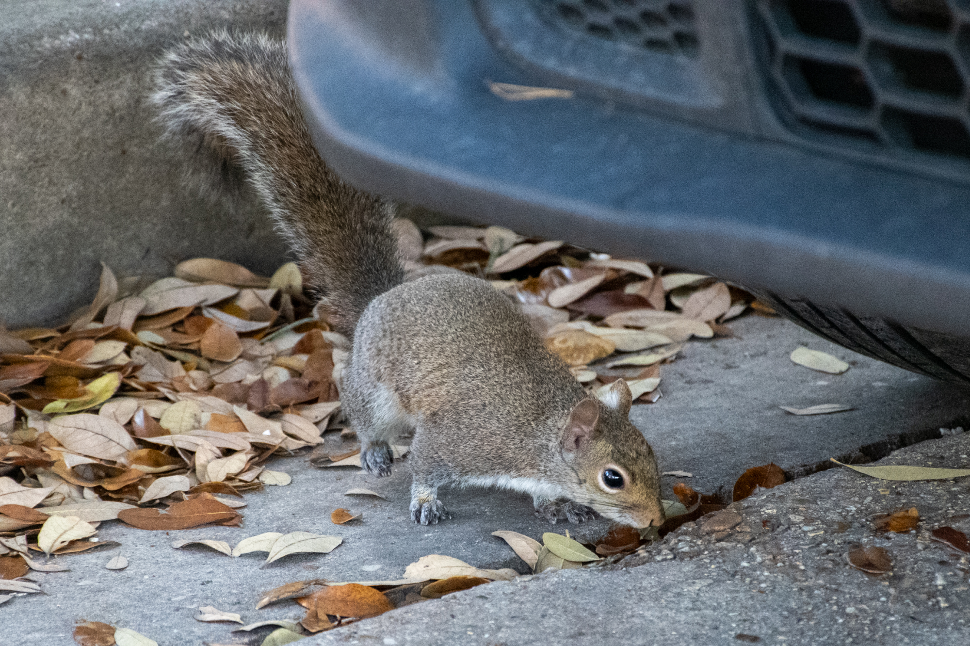 PHOTOS: Curious campus squirrels