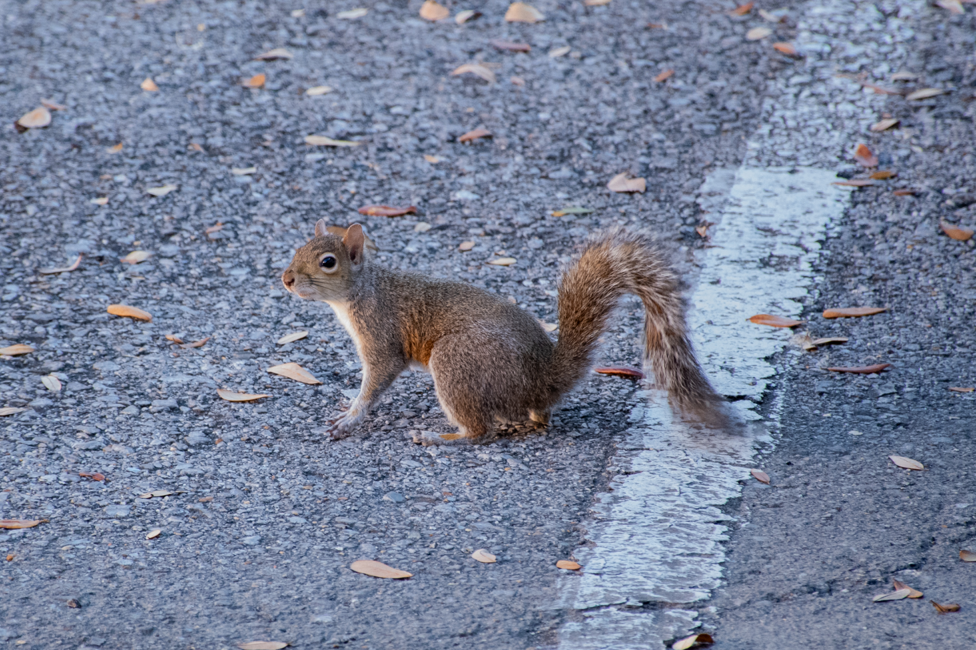 PHOTOS: Curious campus squirrels