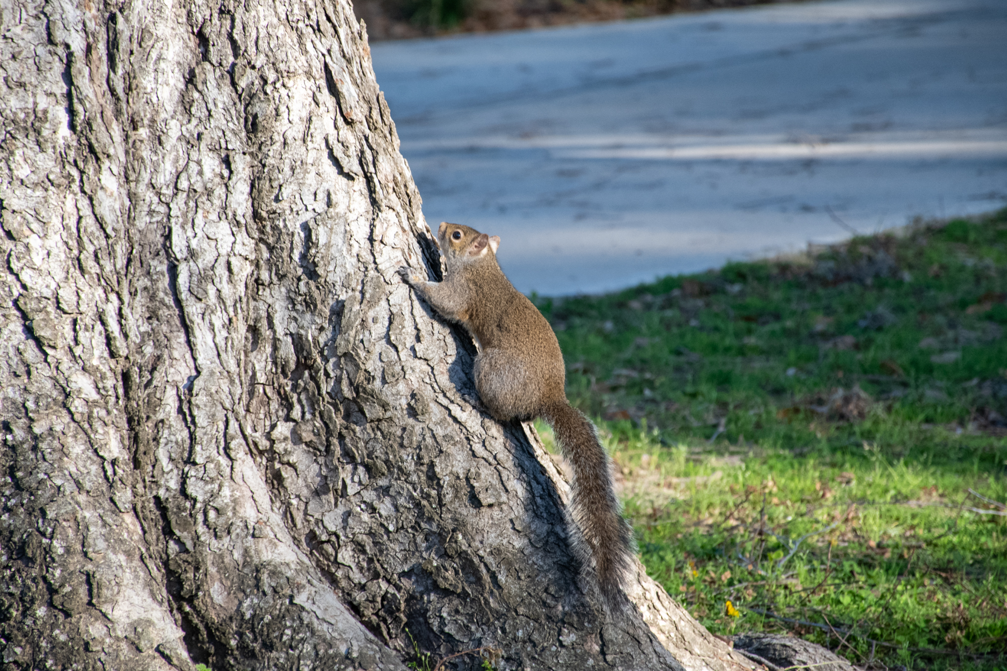 PHOTOS: Curious campus squirrels