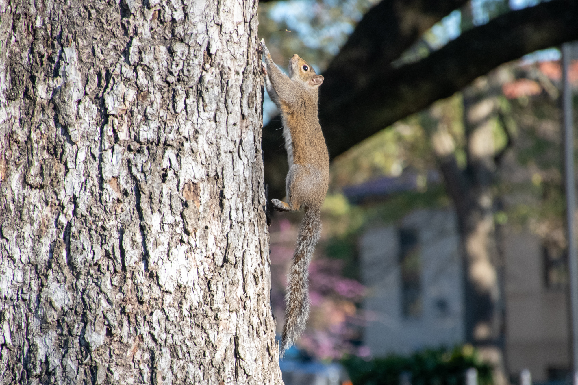 PHOTOS: Curious campus squirrels