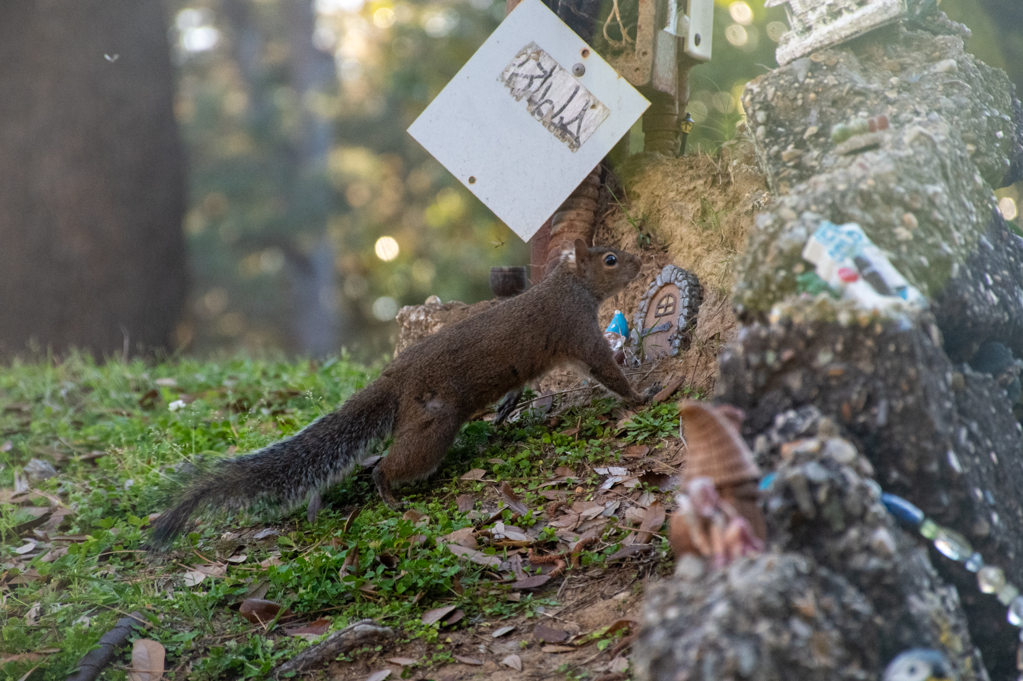 PHOTOS: Curious campus squirrels