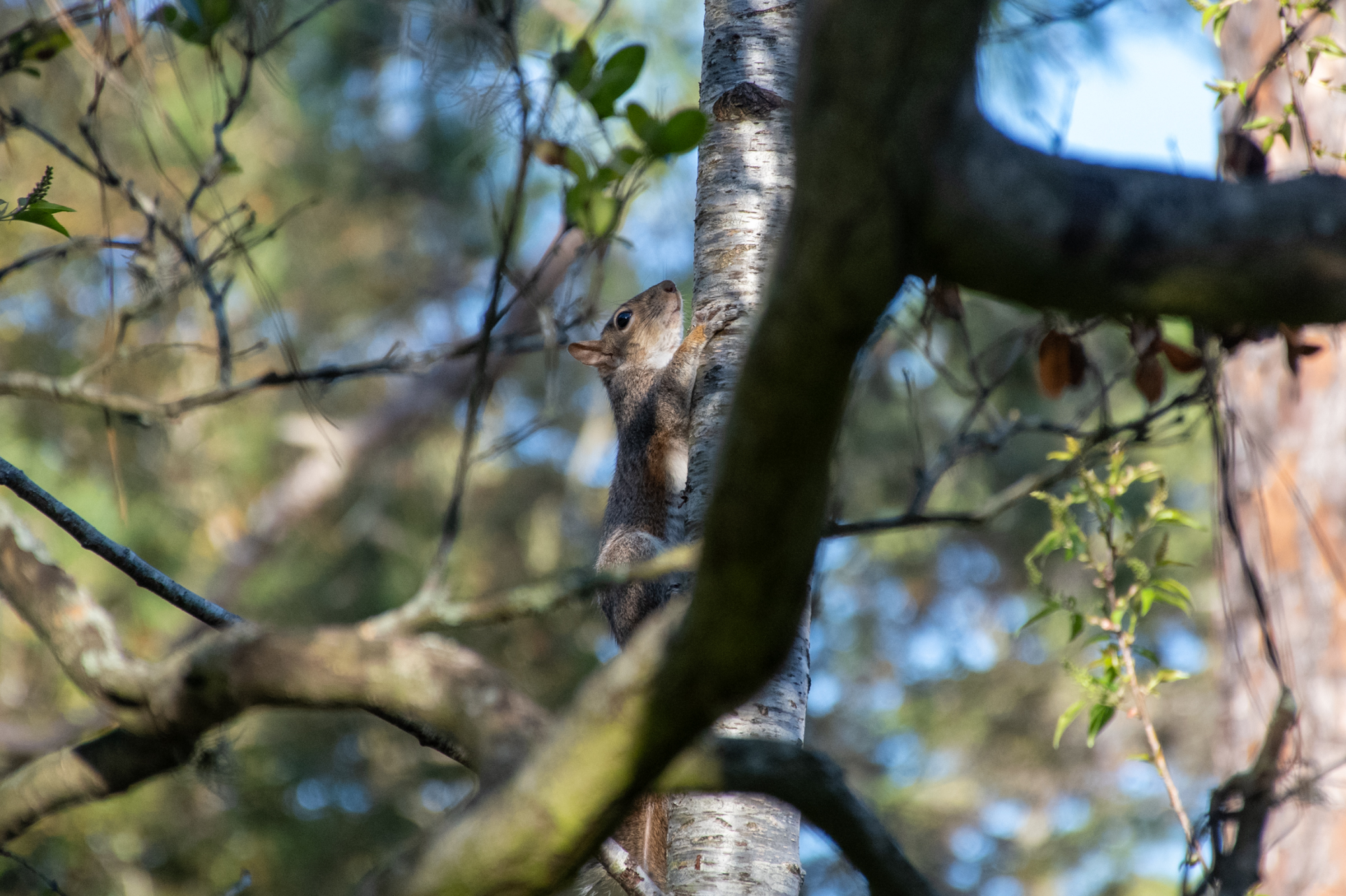 PHOTOS: Curious campus squirrels