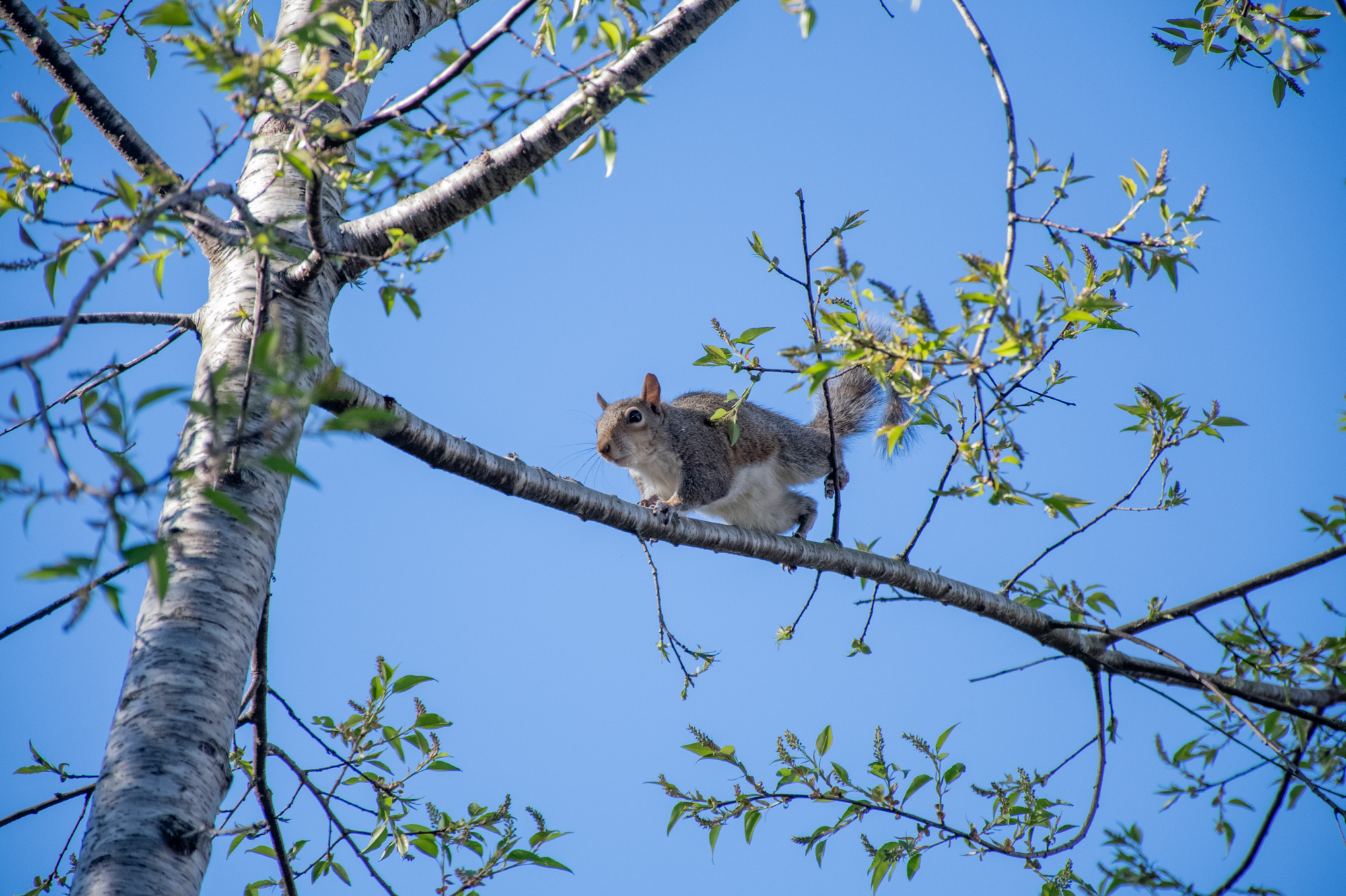 PHOTOS: Curious campus squirrels