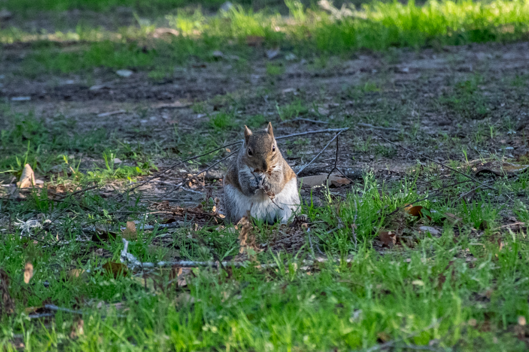 PHOTOS: Curious campus squirrels