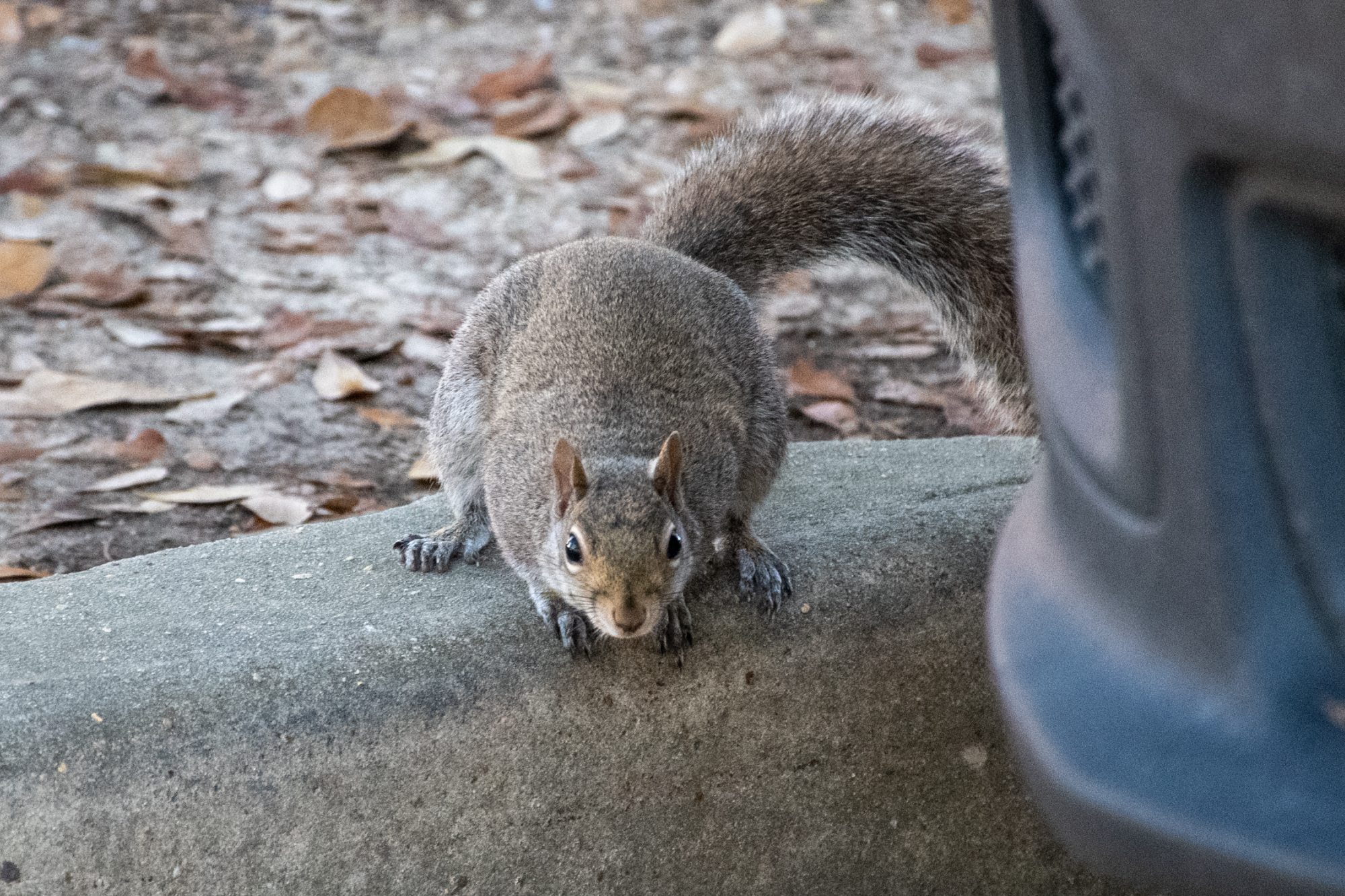 PHOTOS: Curious campus squirrels