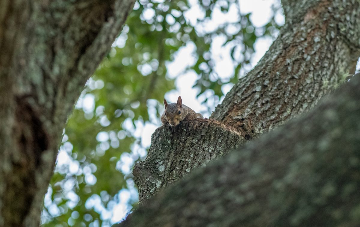 A squirrel looks down from a tree Tuesday, Sept. 17, 2024, on Dalrymple Drive in Baton Rouge, La.