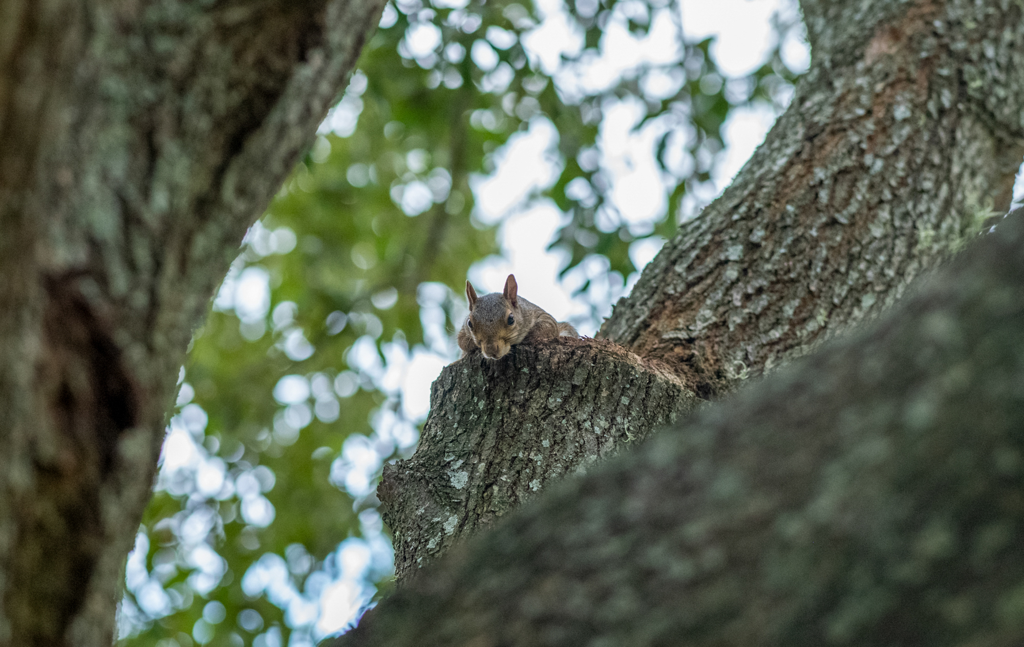 PHOTOS: Curious campus squirrels