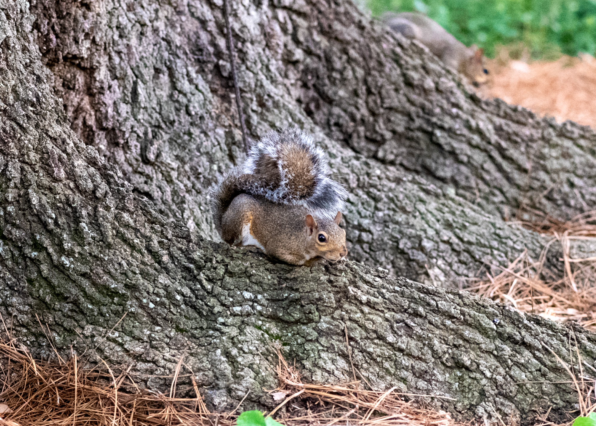 PHOTOS: Curious campus squirrels