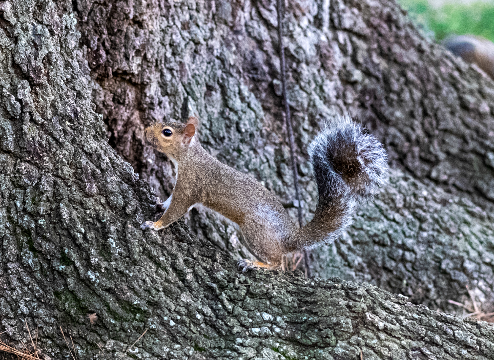 PHOTOS: Curious campus squirrels