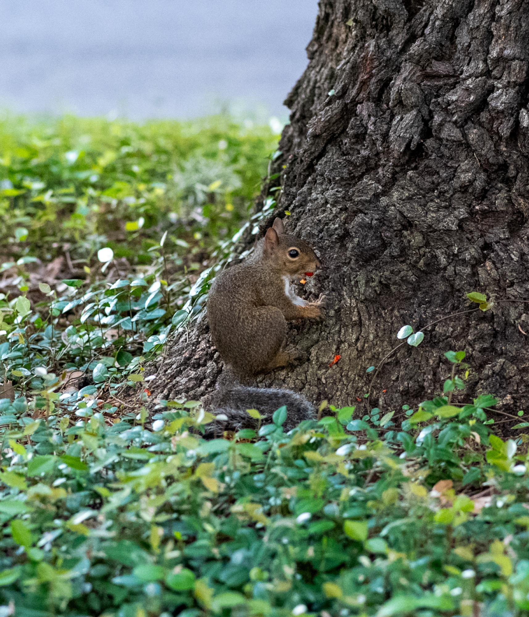 PHOTOS: Curious campus squirrels