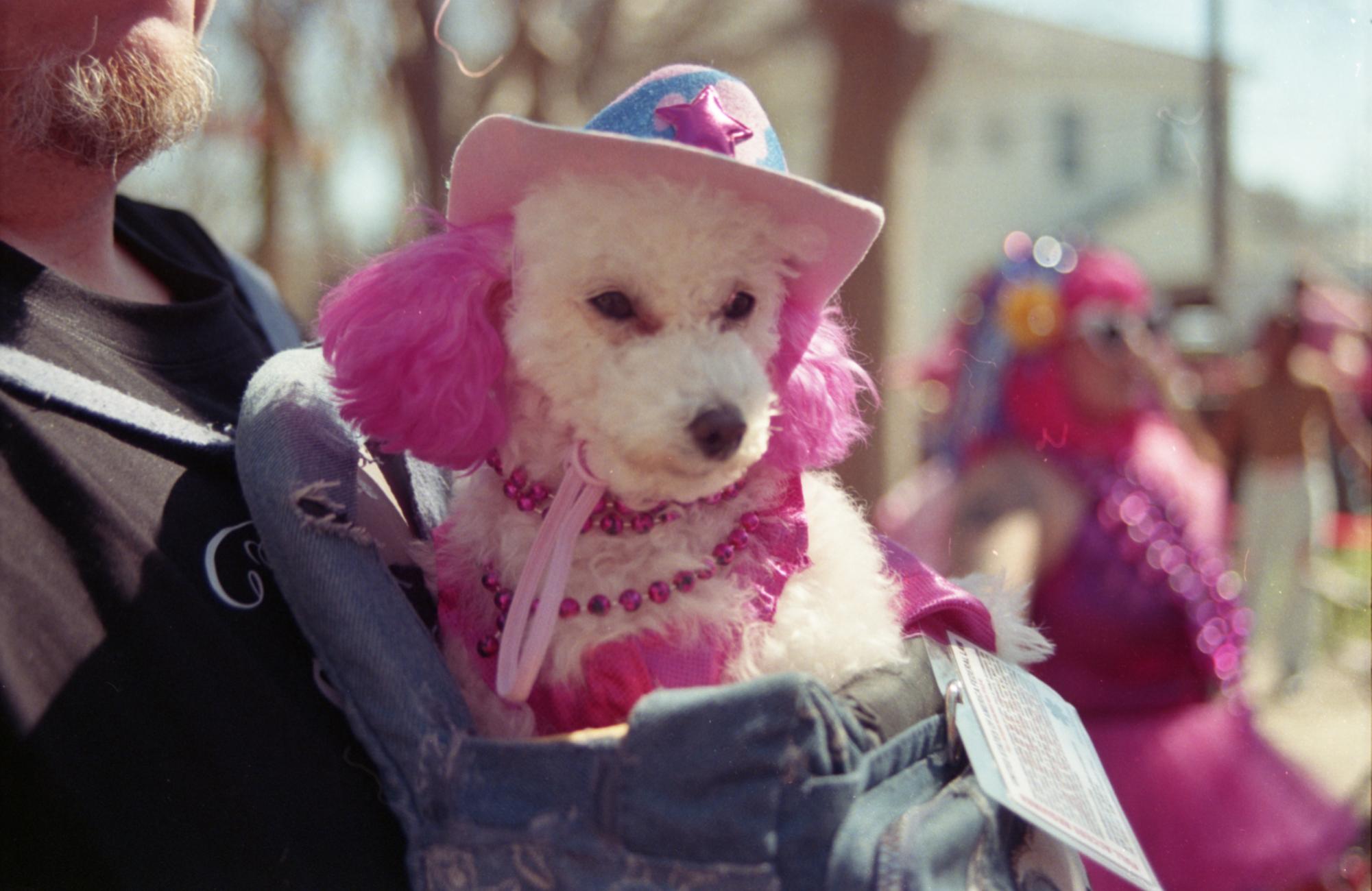 PHOTOS: Spanish Town Mardi Gras parade on film