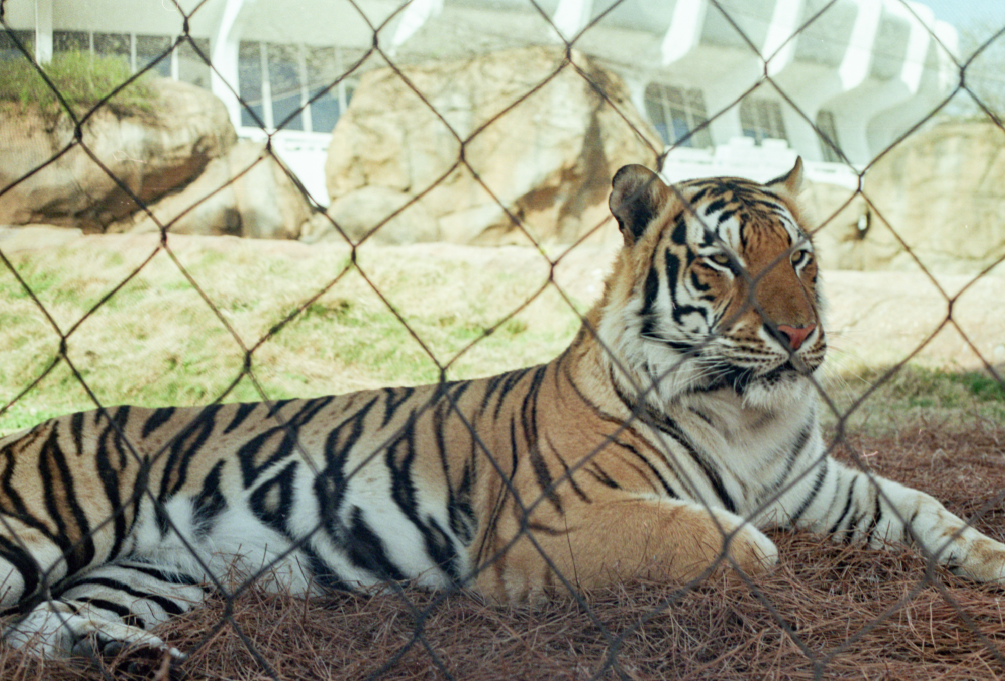 PHOTOS: LSU as viewed from a film camera