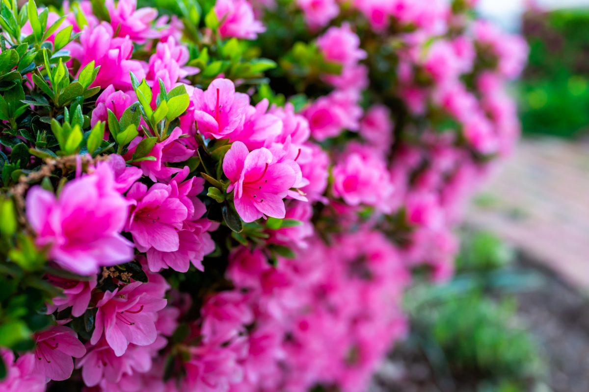 Macro closeup of many pink rhododendron flowers showing closeup of texture with green leaves in garden park