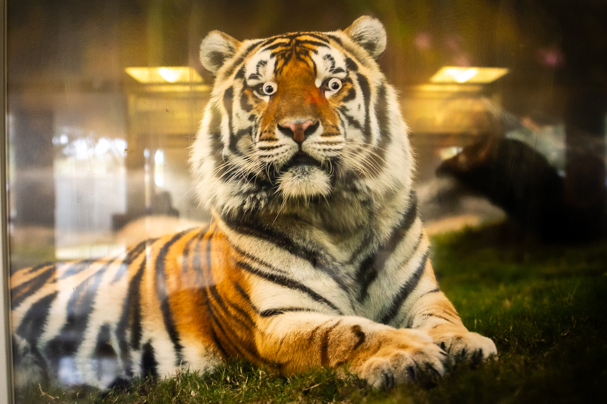 PHOTOS: Googly eyes around LSU's campus