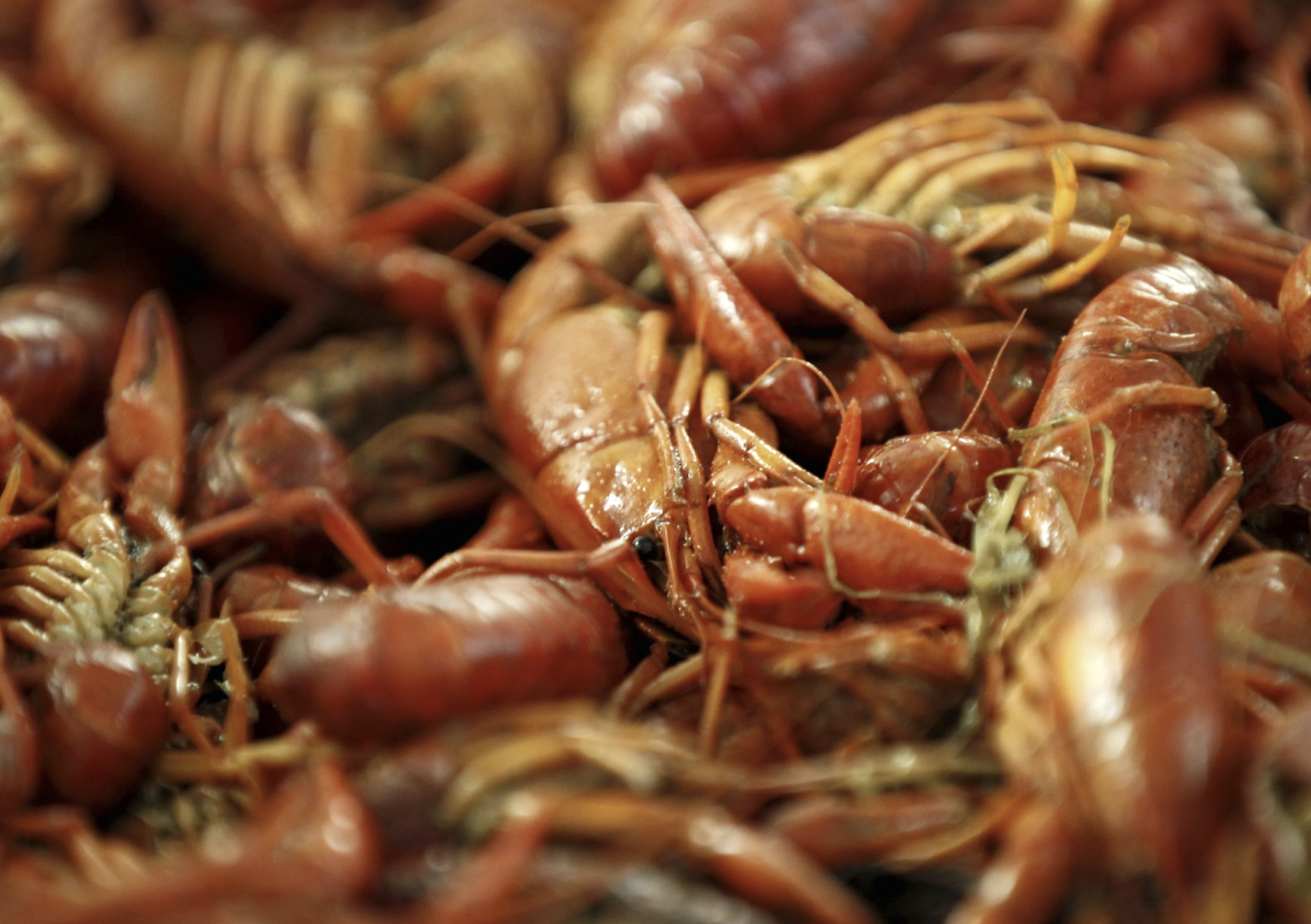 Boiled crawfish on display .