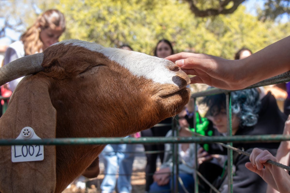 An atendee pets the mother goat Friday, March 21, 2025, outside the LSU Dairy Store in Baton Rouge, La.