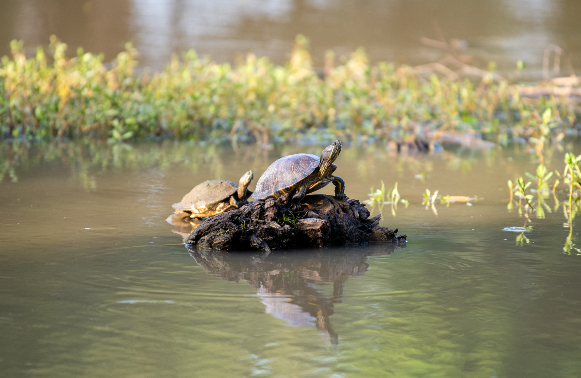 PHOTOS: LSU campus ducks and geese enjoy summer