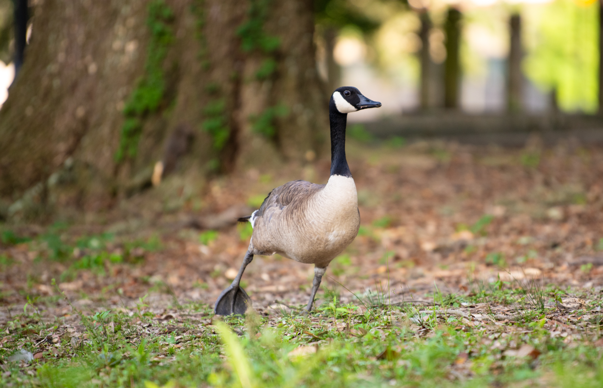 PHOTOS: LSU campus ducks and geese enjoy summer
