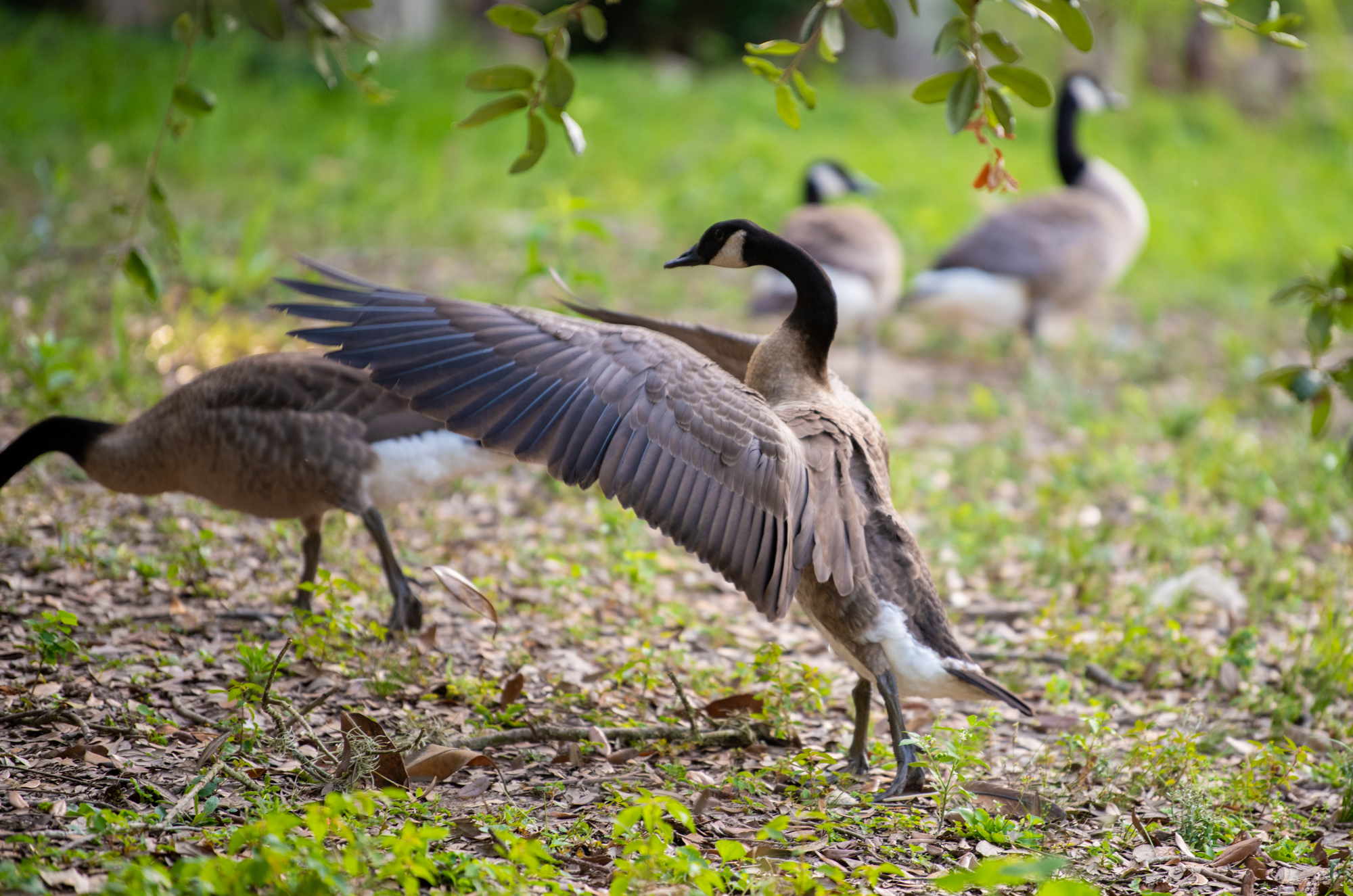 PHOTOS: LSU campus ducks and geese enjoy summer