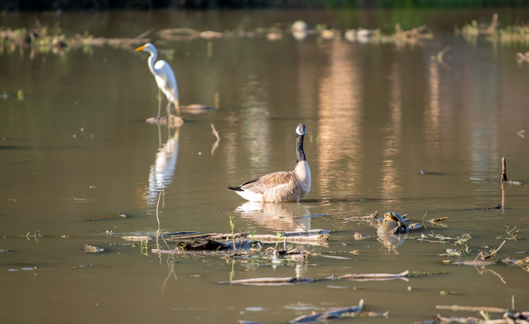 PHOTOS: LSU campus ducks and geese enjoy summer
