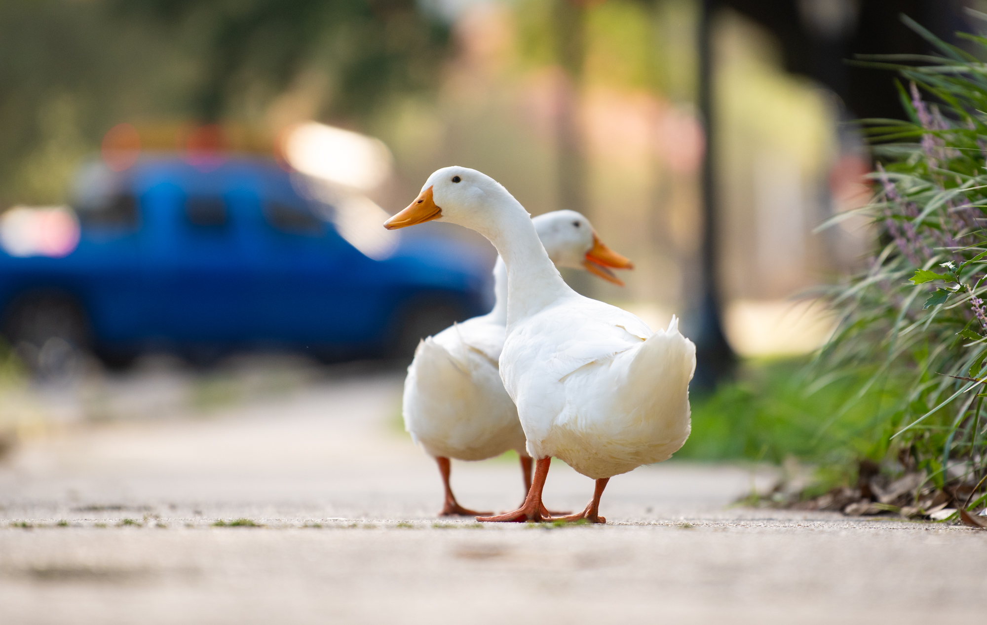 PHOTOS: LSU campus ducks and geese enjoy summer
