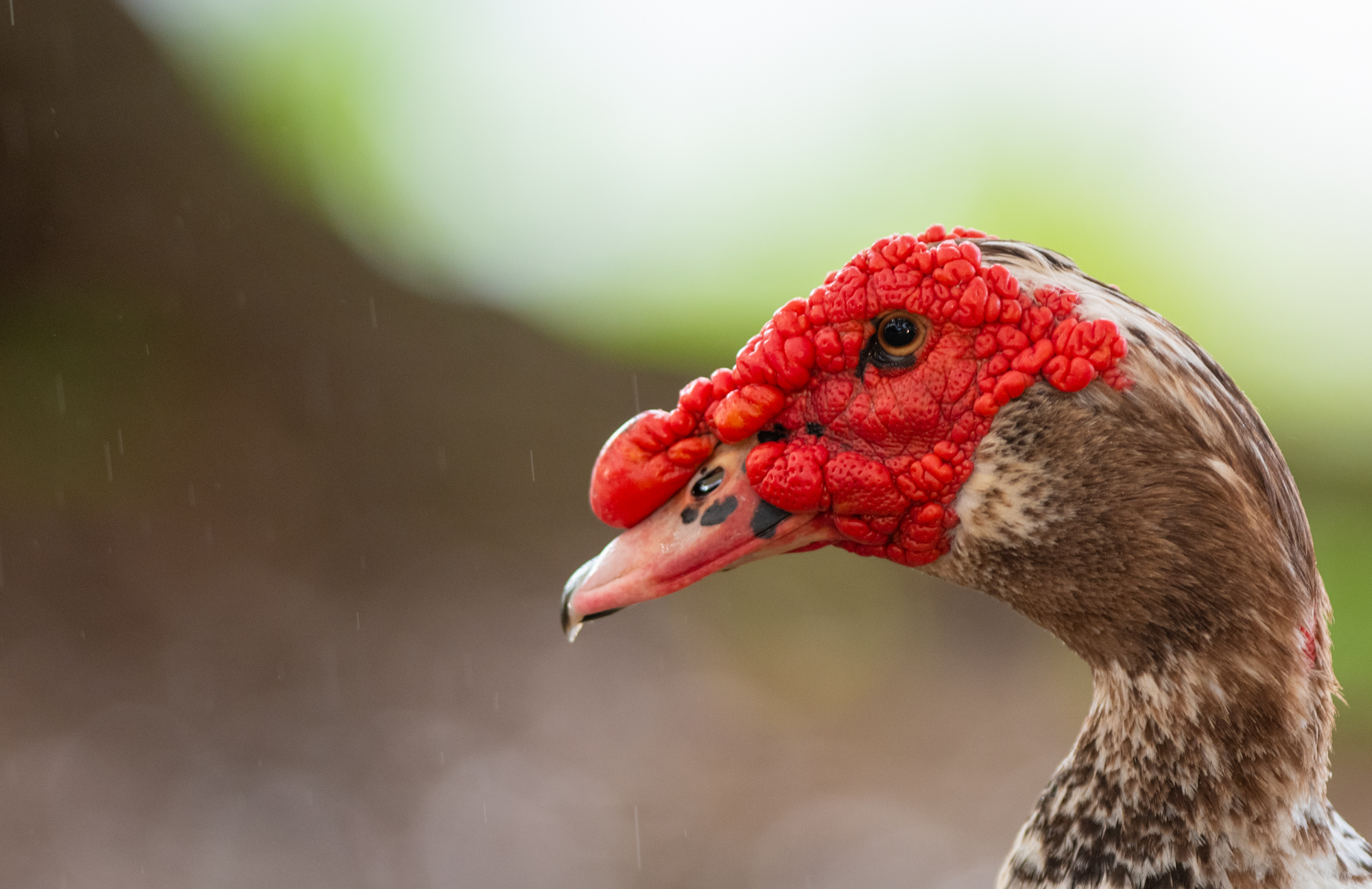 PHOTOS: LSU campus ducks and geese enjoy summer