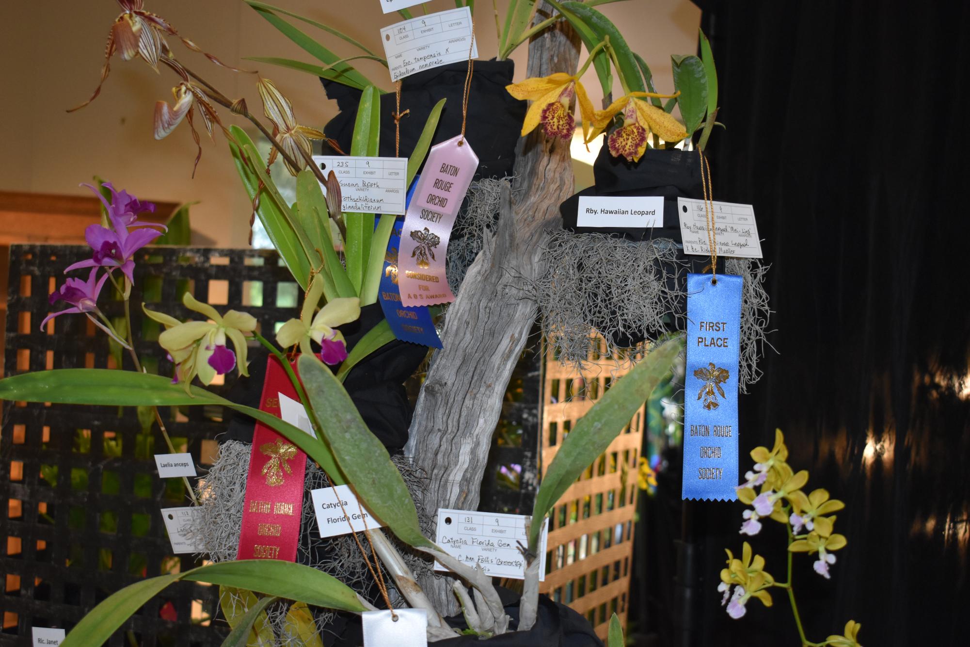 BR Orchid Society holds annual show, honoring the flower with a surprisingly careful growing process