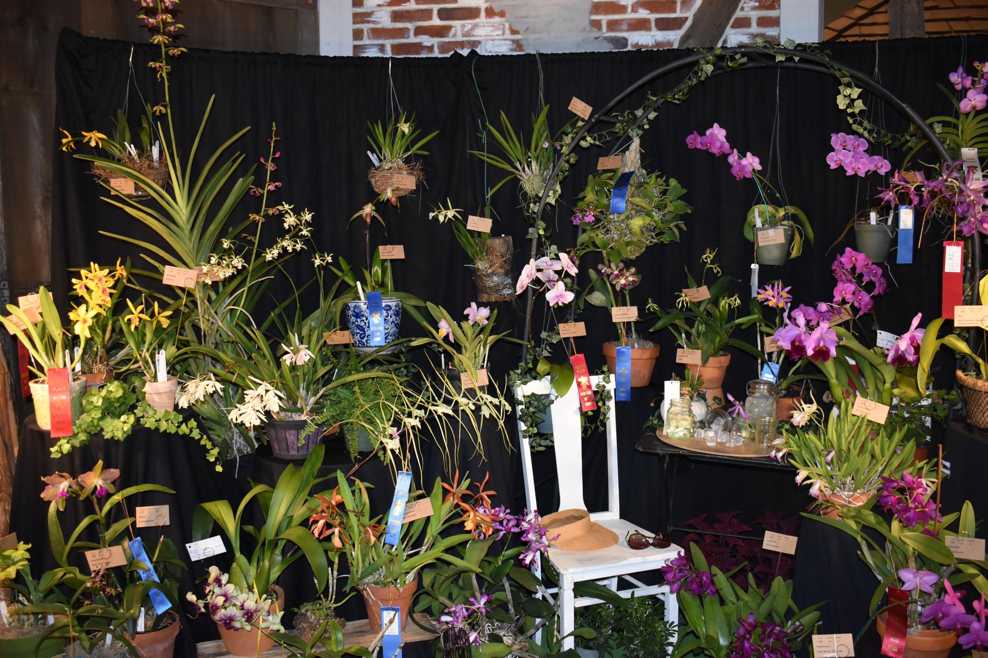 BR Orchid Society holds annual show, honoring the flower with a surprisingly careful growing process