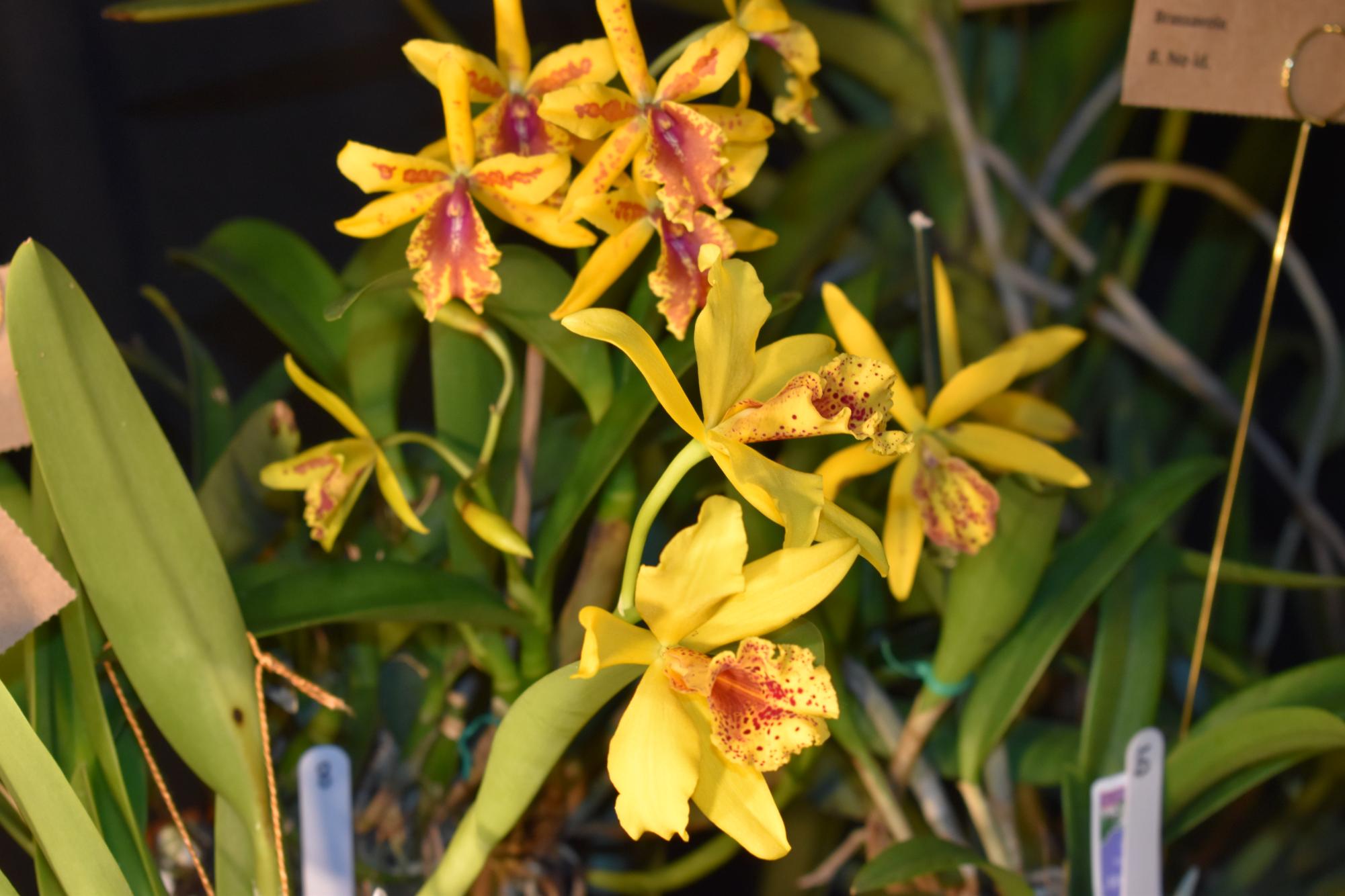 BR Orchid Society holds annual show, honoring the flower with a surprisingly careful growing process