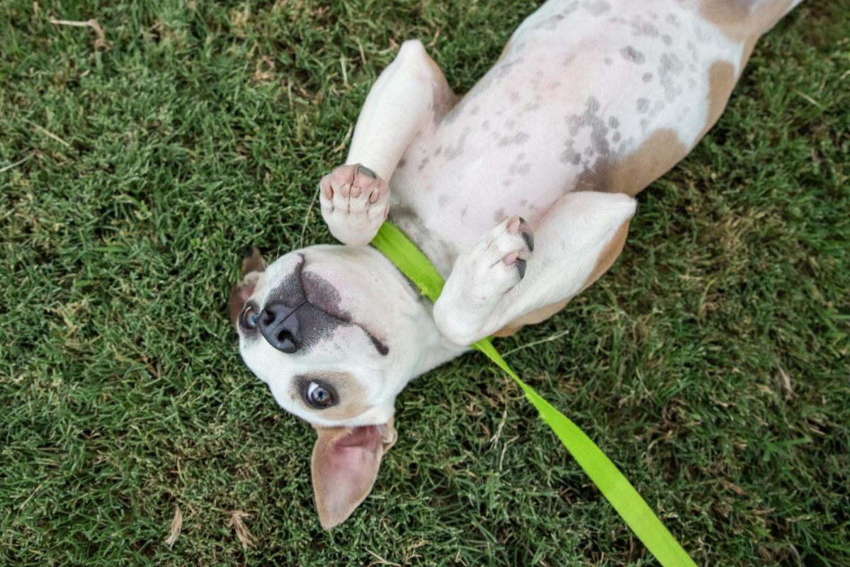 A small dog named Ophelia rolls in the grass on Saturday, Oct. 4, 2025, at the Companion Animal Alliance on Gourrier Avenue in Baton Rouge, La.