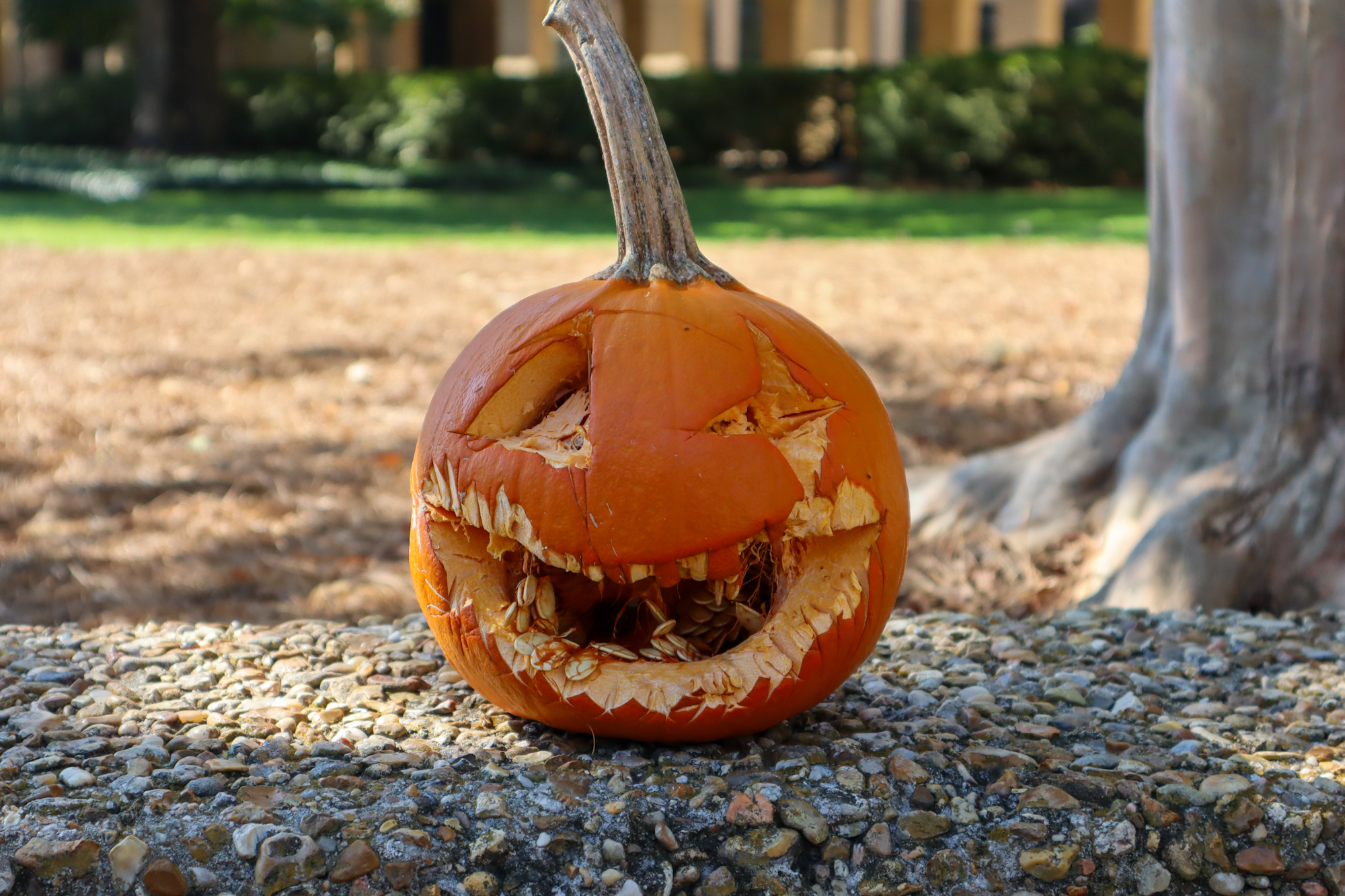 PHOTOS: Halloween weekend on LSU campus