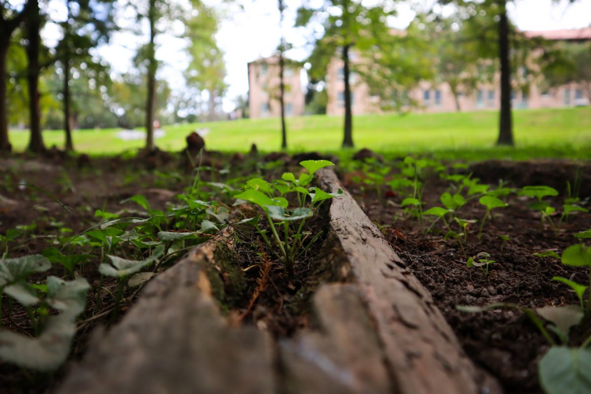 Plants grow around and in-between a fallen branch on Monday, Oct. 6, 2025 outside Cypress Hall in Baton Rouge, La.