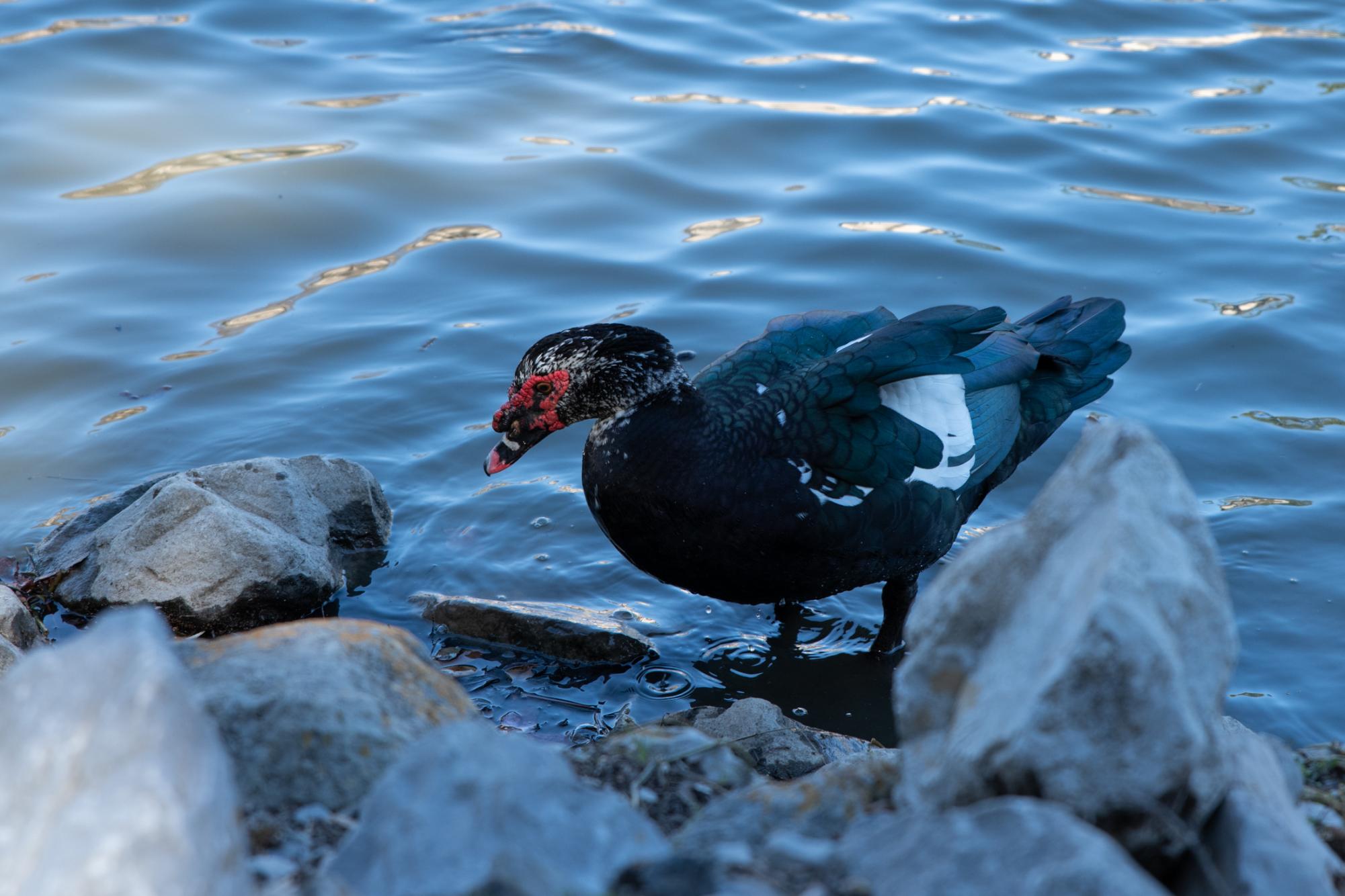 PHOTOS: LSU campus ducks