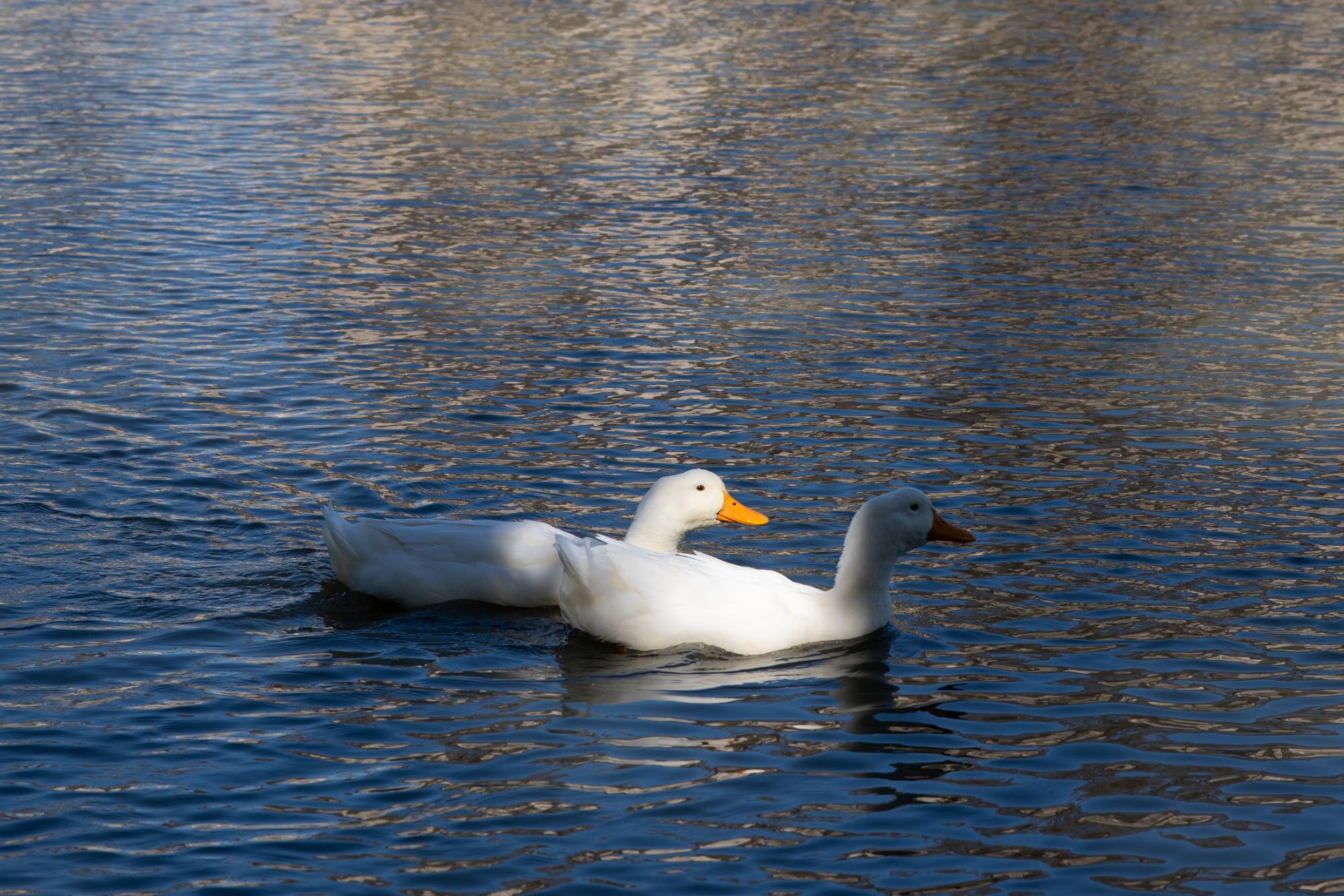 PHOTOS: LSU campus ducks