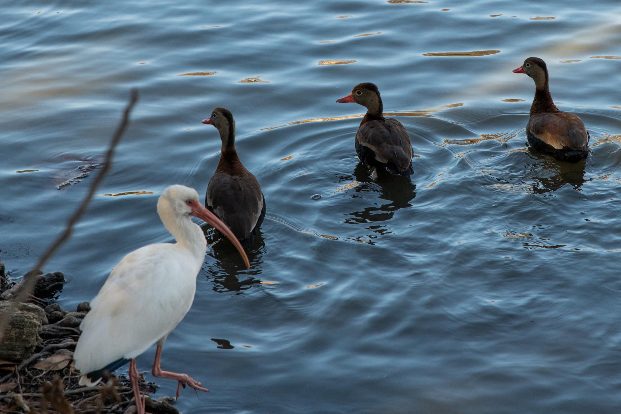 PHOTOS: LSU campus ducks