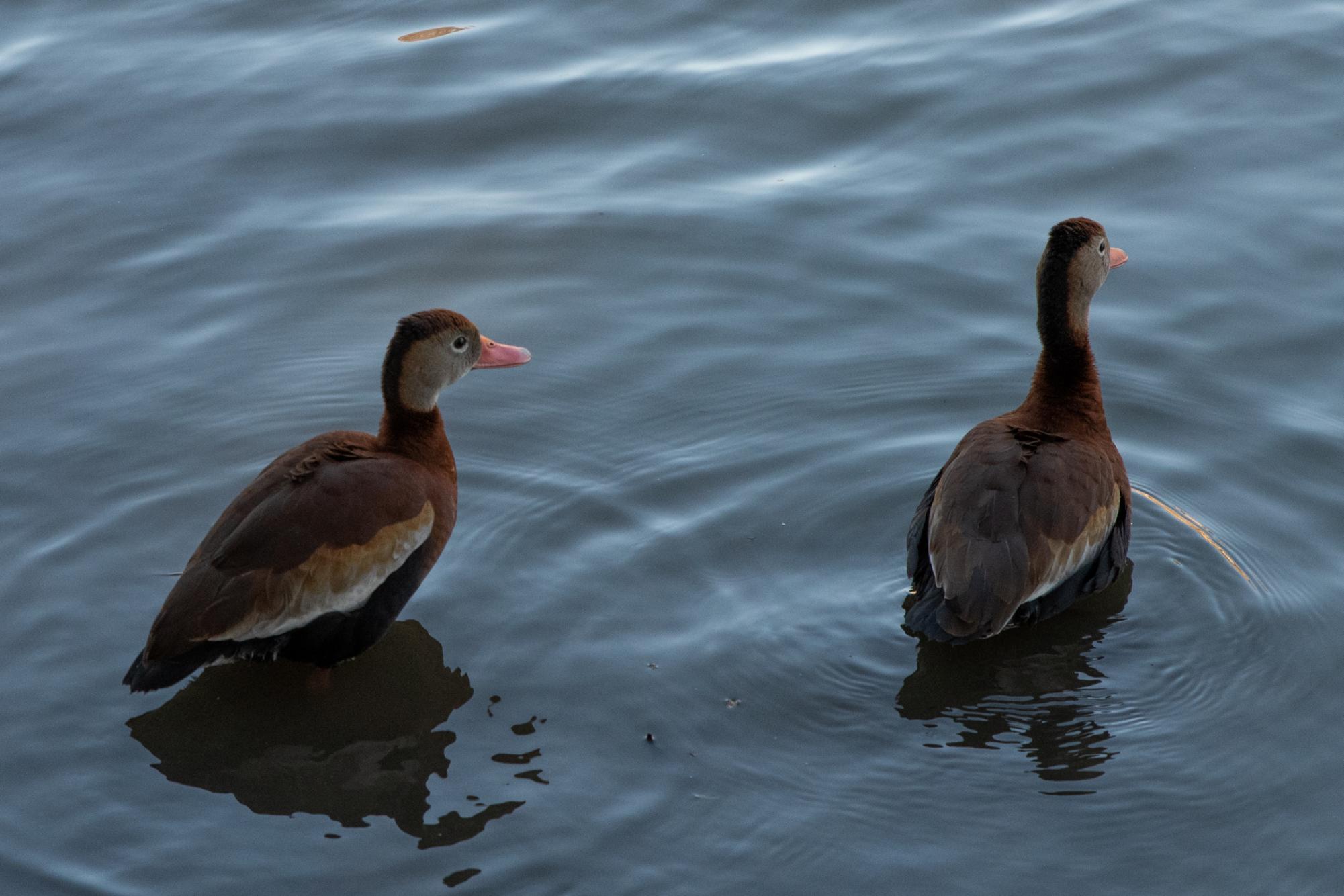 PHOTOS: LSU campus ducks