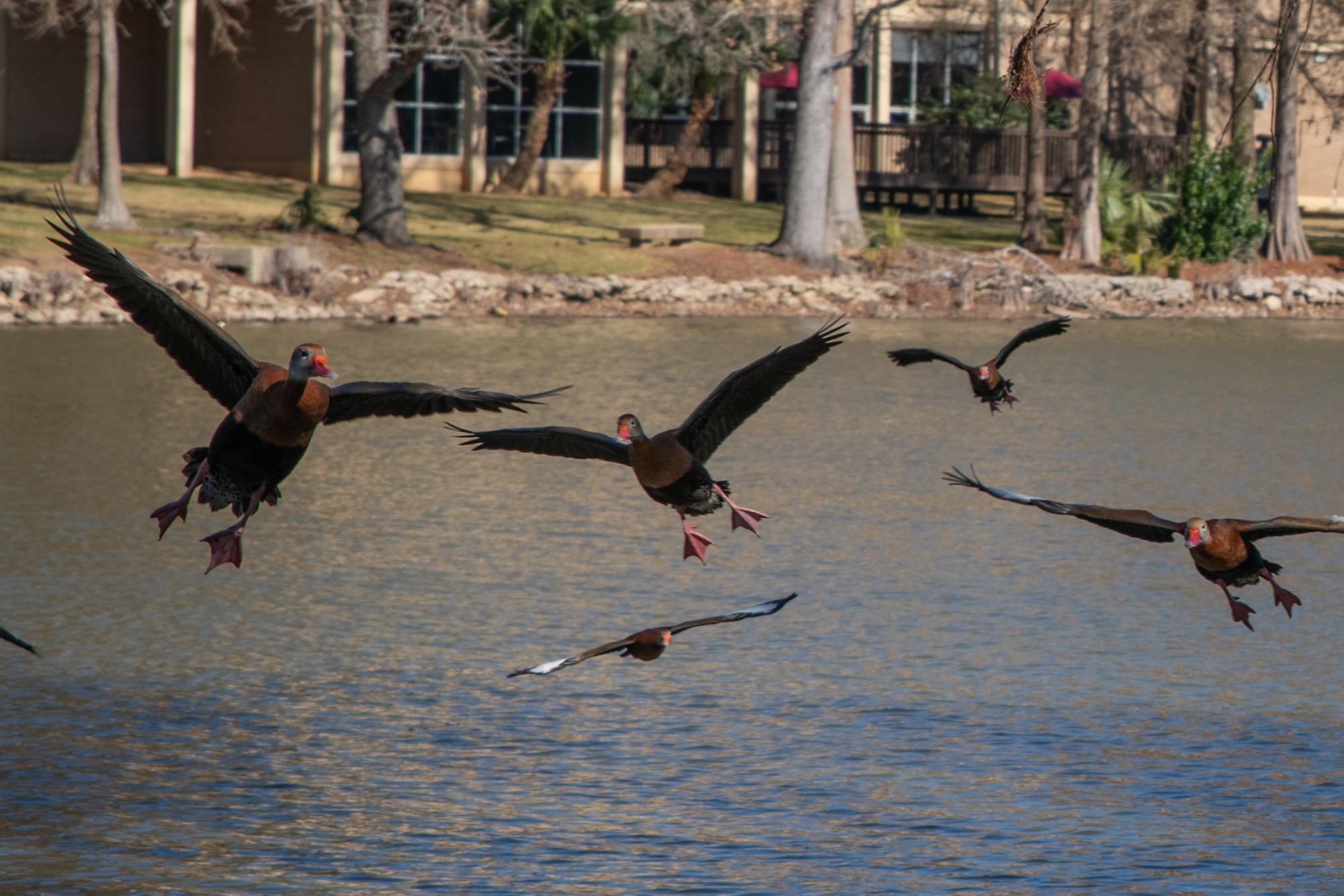 PHOTOS: LSU campus ducks